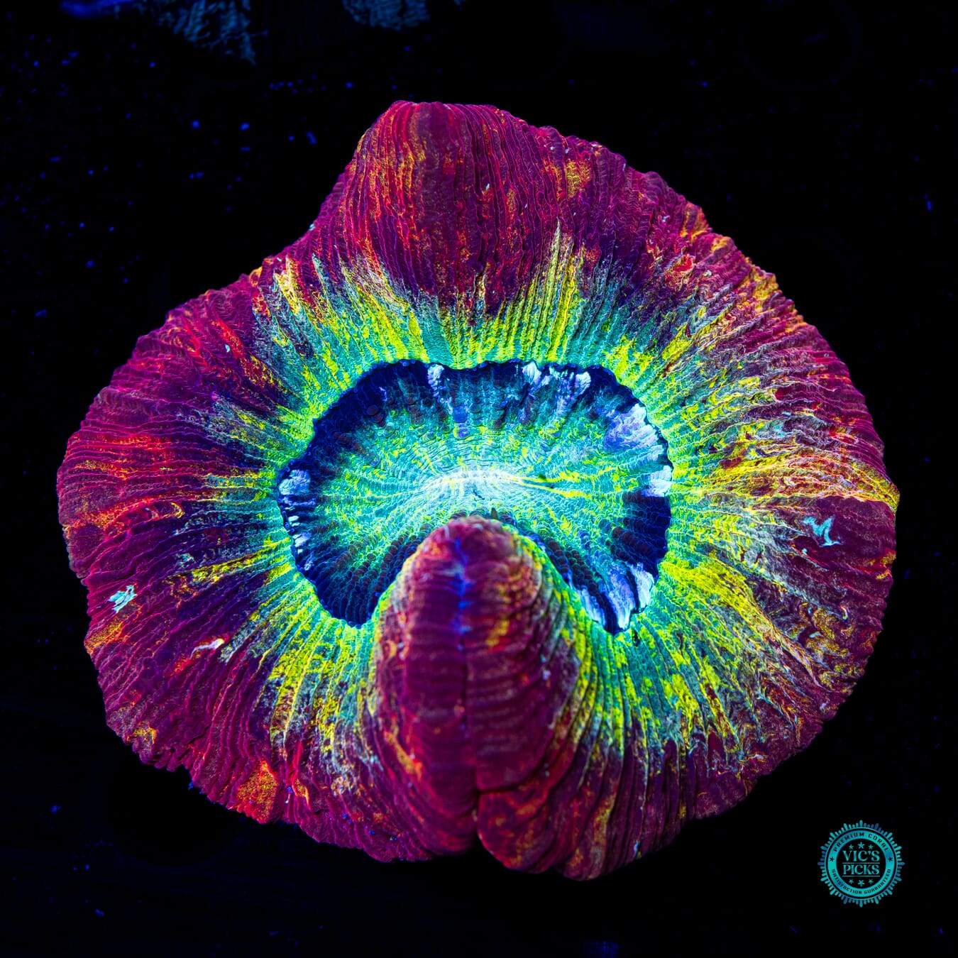 Intensity Trachyphyllia - Daylight Photo