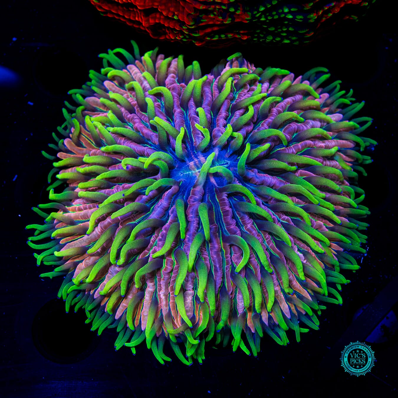 Pink Pony Plate - Daylight Photo