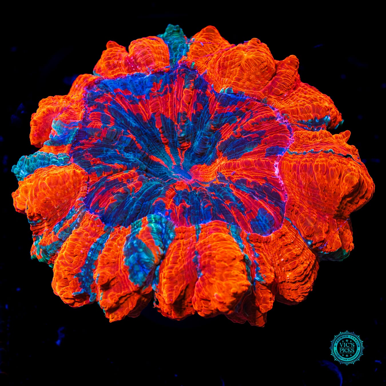 Firestorm Acanthophyllia - Daylight Photo