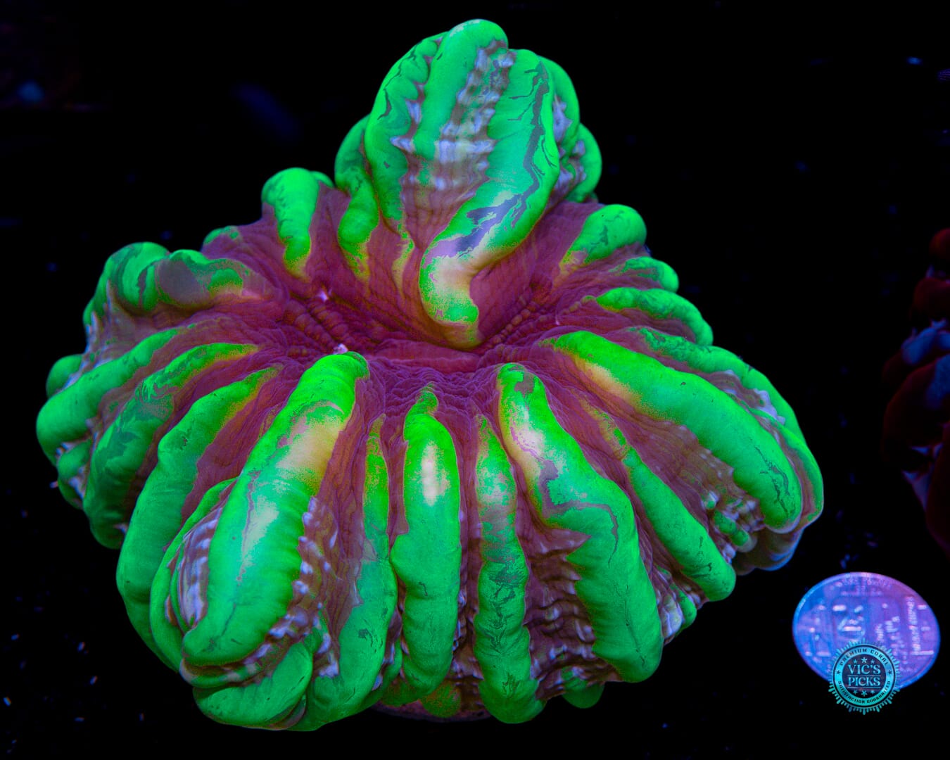 Monster Slayer Indophyllia - Actinic Photo