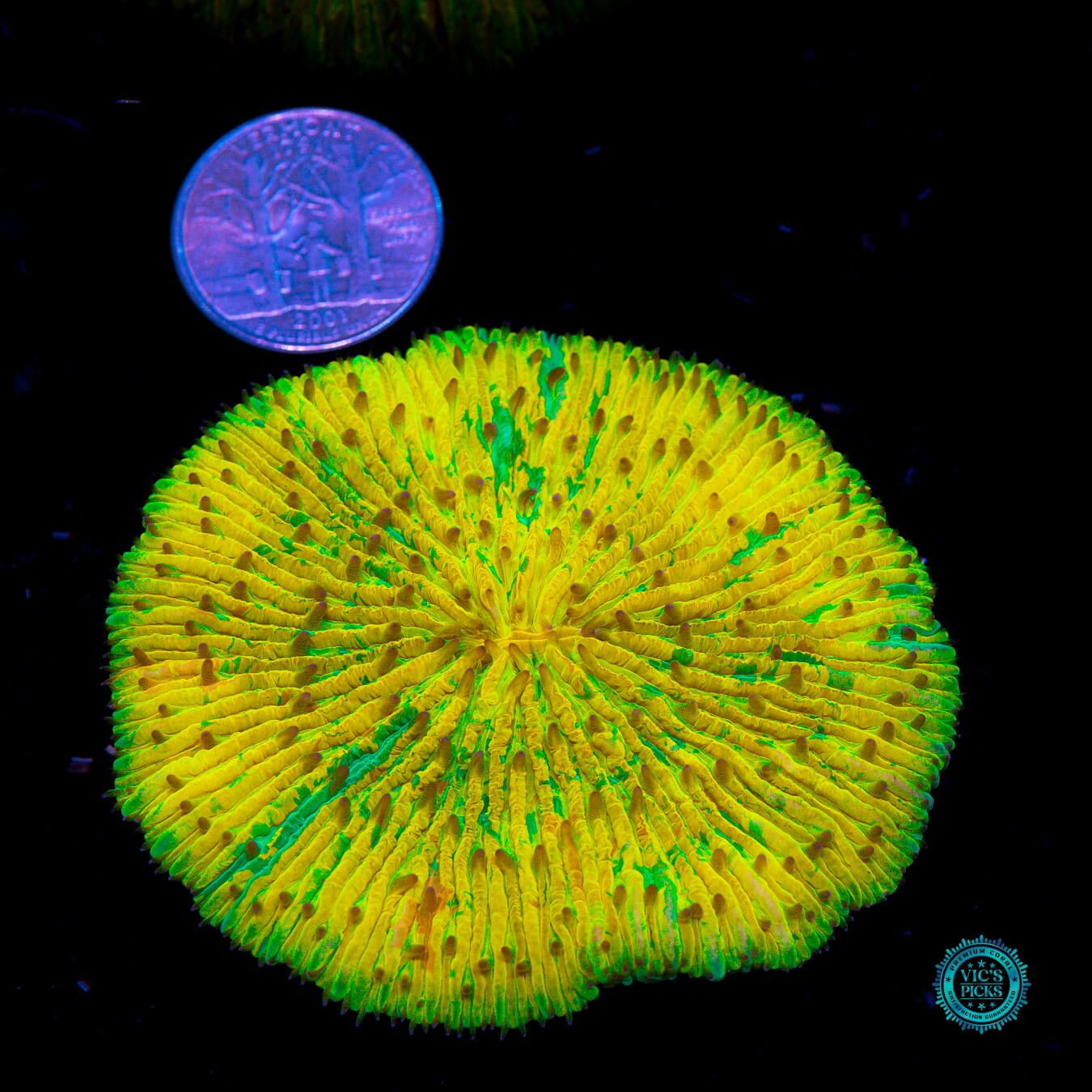 Chain Lightning Plate - Actinic Photo