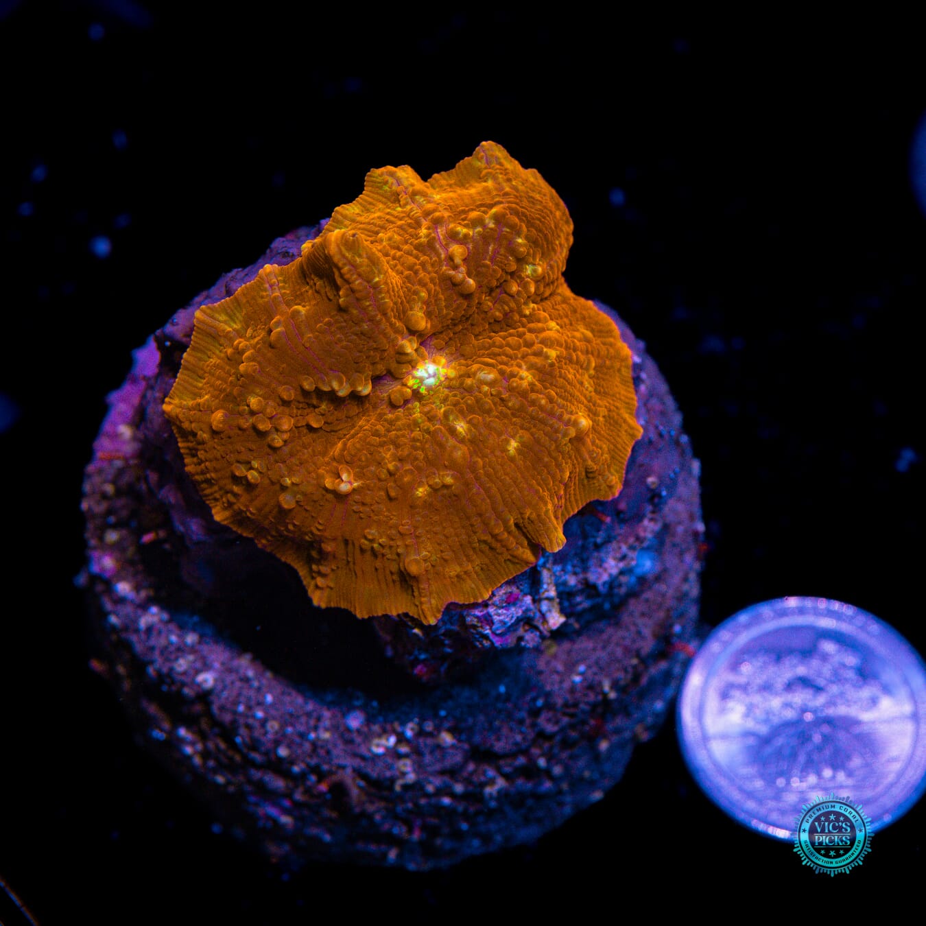 Volcanic Jawbreaker Mushroom - Actinic Photo