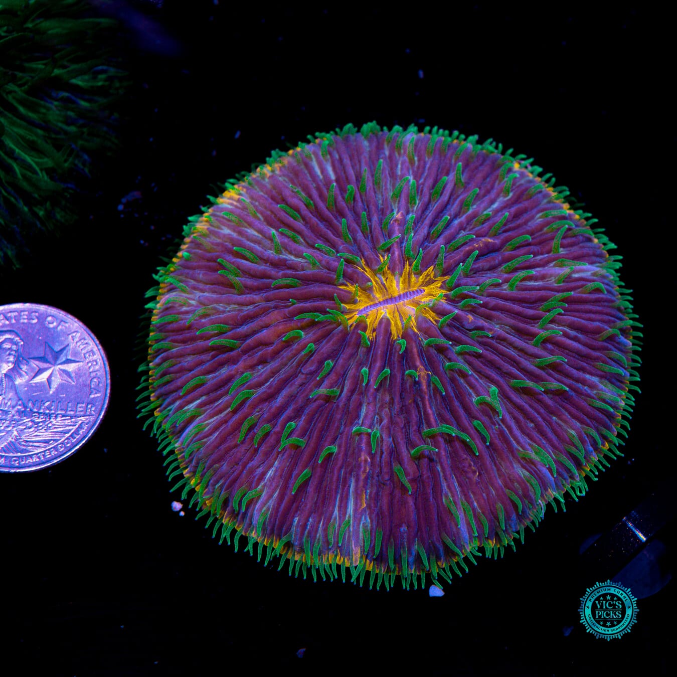 Island Oasis Plate - Actinic Photo