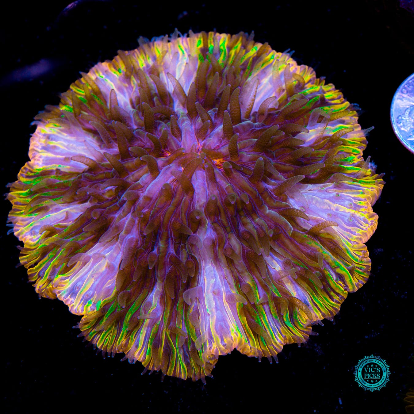 Icy Veins Plate - Actinic Photo