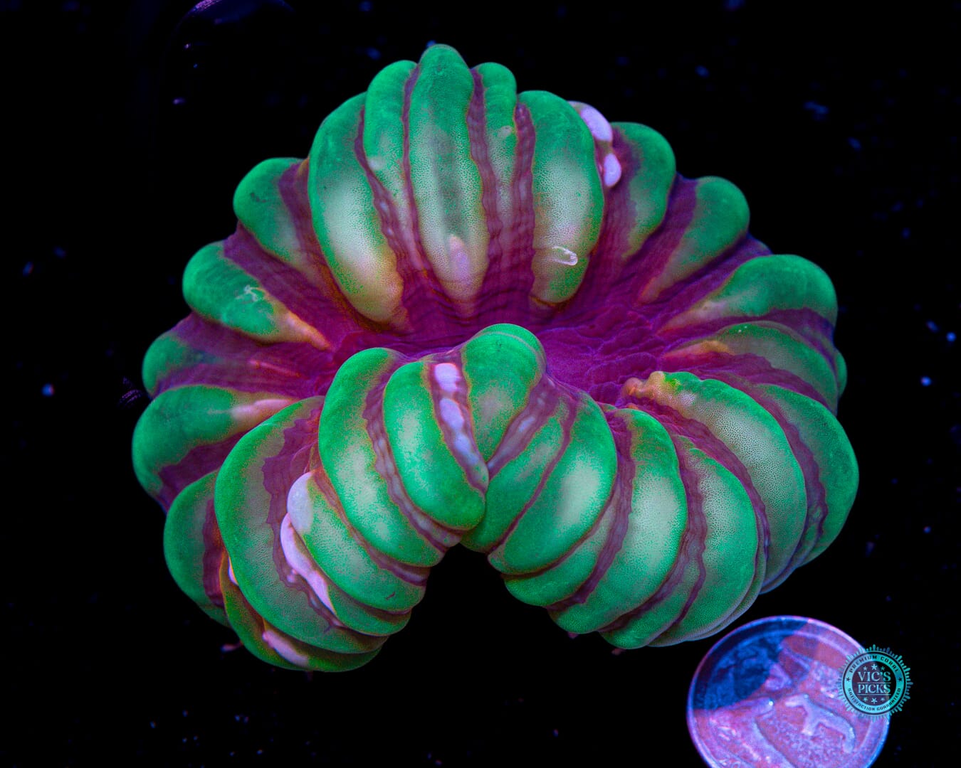 Bullfrog Cynarina - Actinic Photo