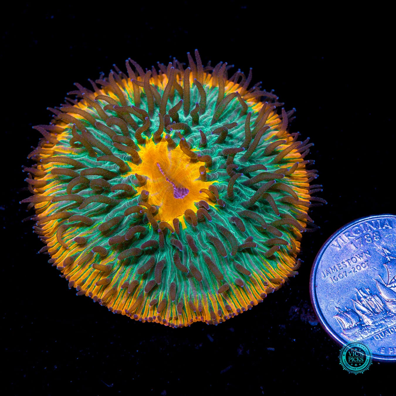 Tropical Paradise Plate - Actinic Photo