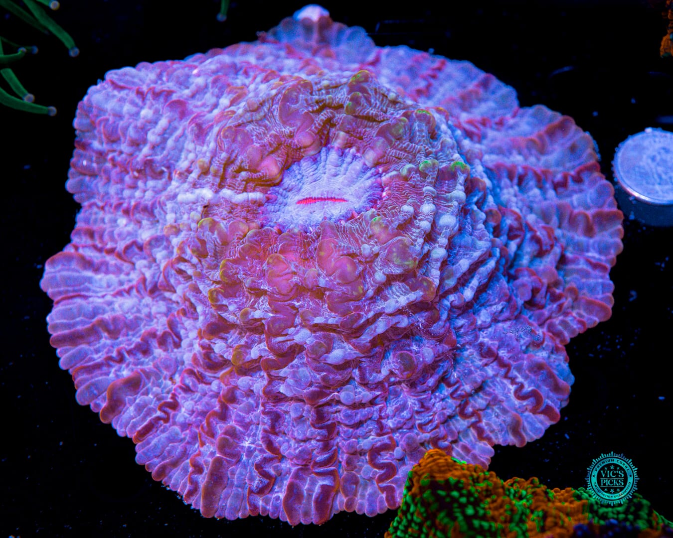 Pinkerton Indophyllia - Actinic Photo