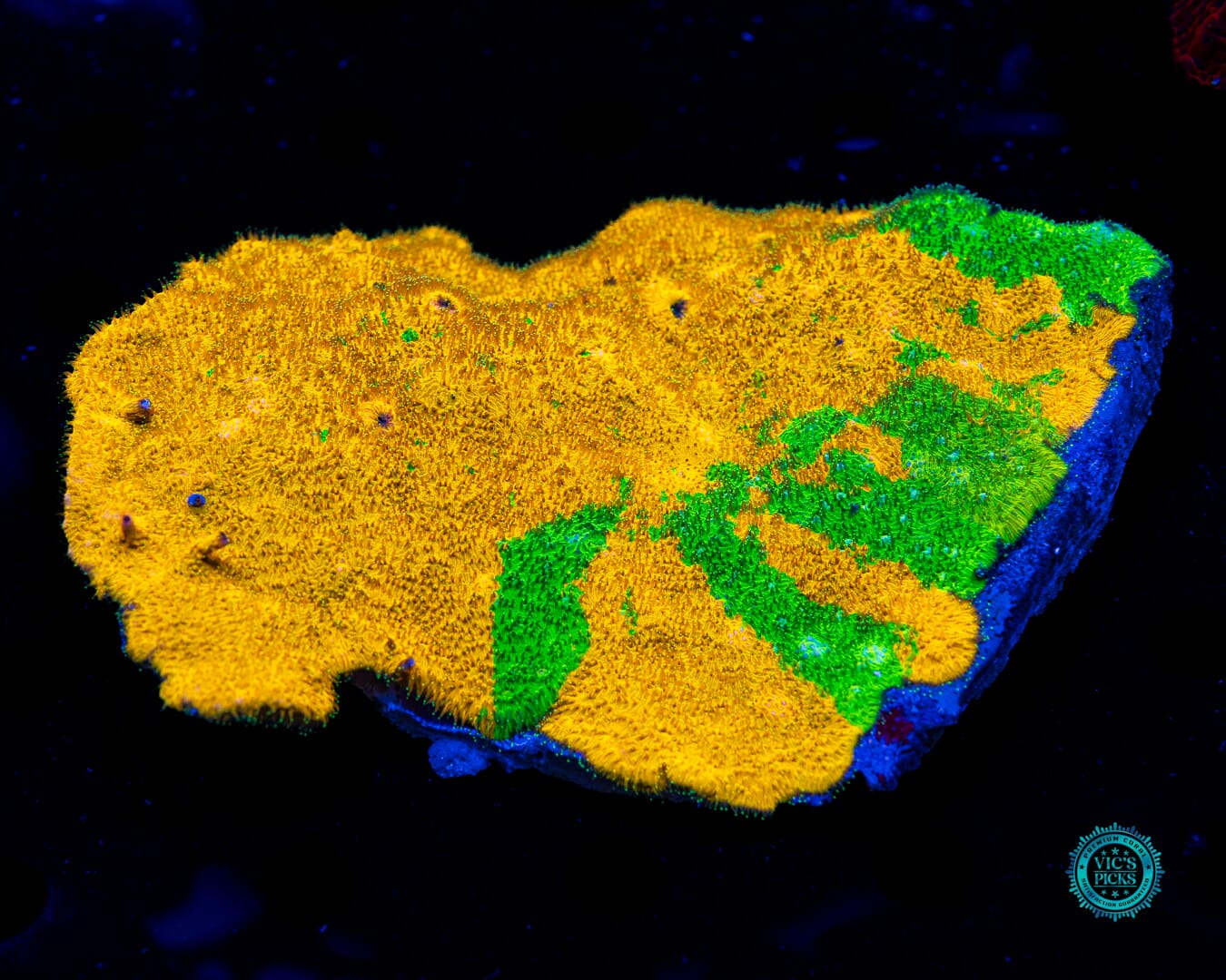 IJ Ecto Cooler Lithophyllon - Daylight Photo