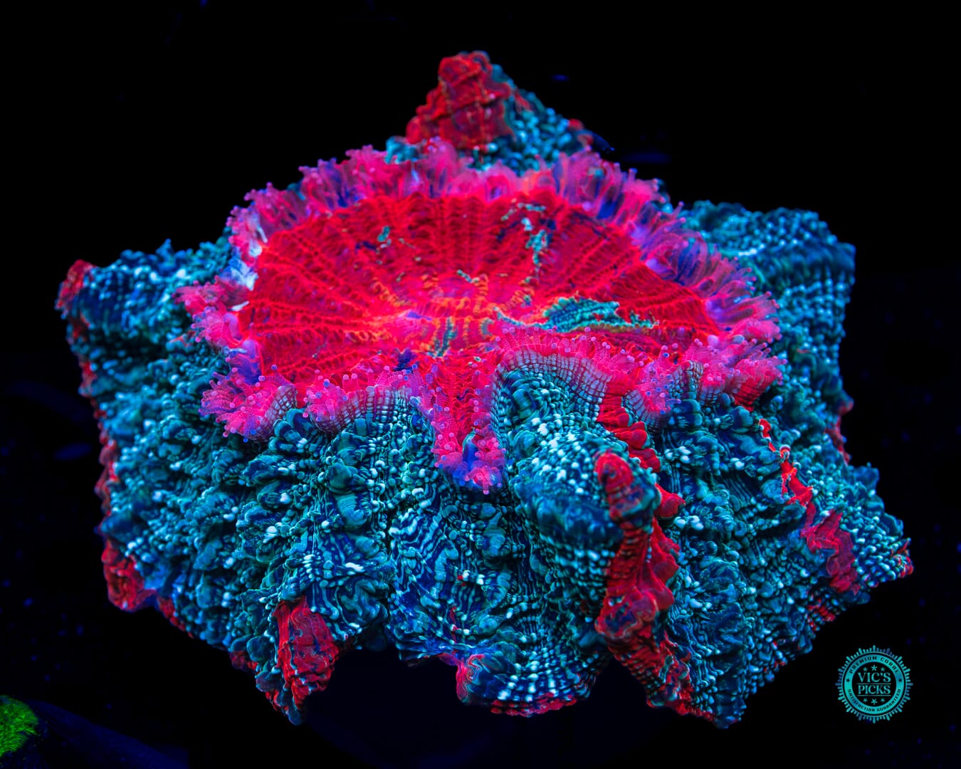 Enchanted Acanthophyllia - Daylight Photo