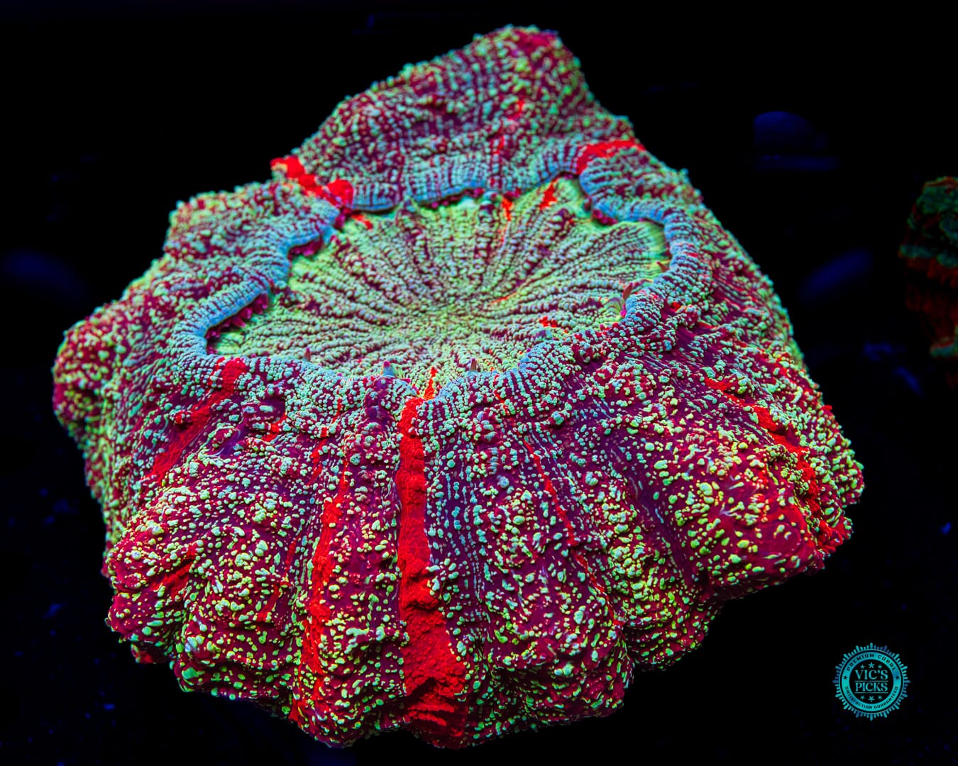 Spellbinder Acanthophyllia - Daylight Photo