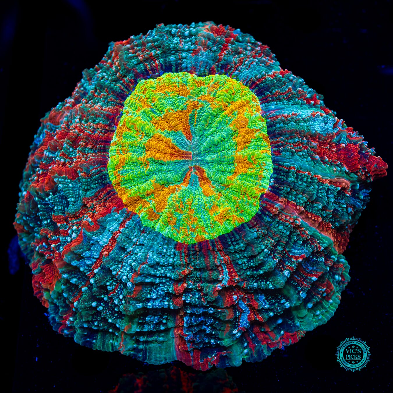 Earth Mother Acanthophyllia - Daylight Photo