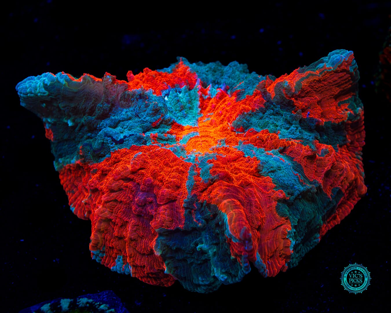 Kaleidoscope Acanthophyllia - Daylight Photo