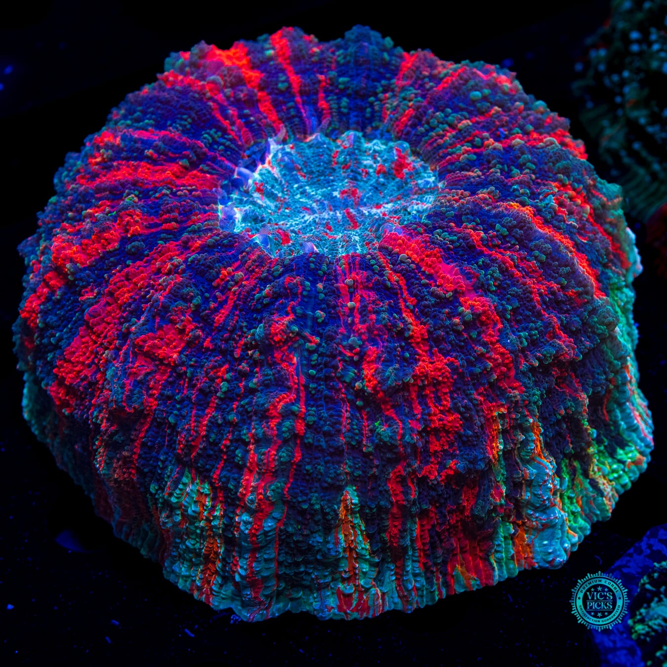 Perfect Storm Acanthophyllia - Daylight Photo