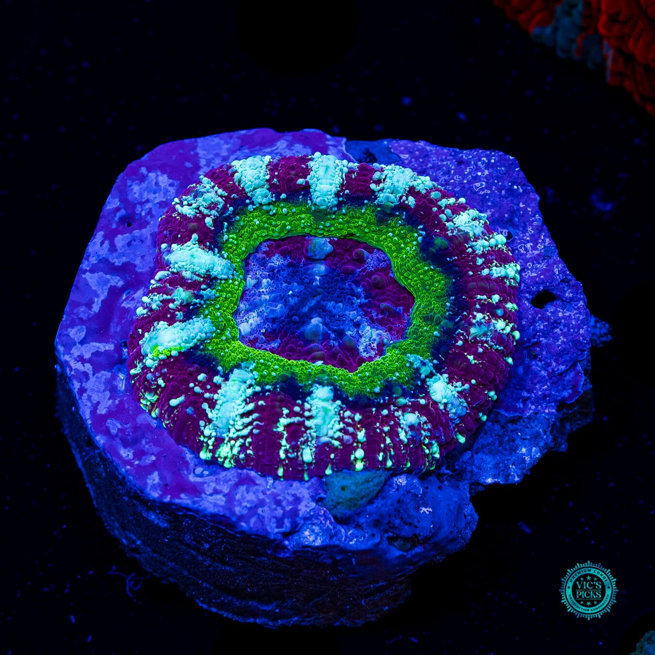 The Grape Gatsby Asian Lord - Daylight Photo