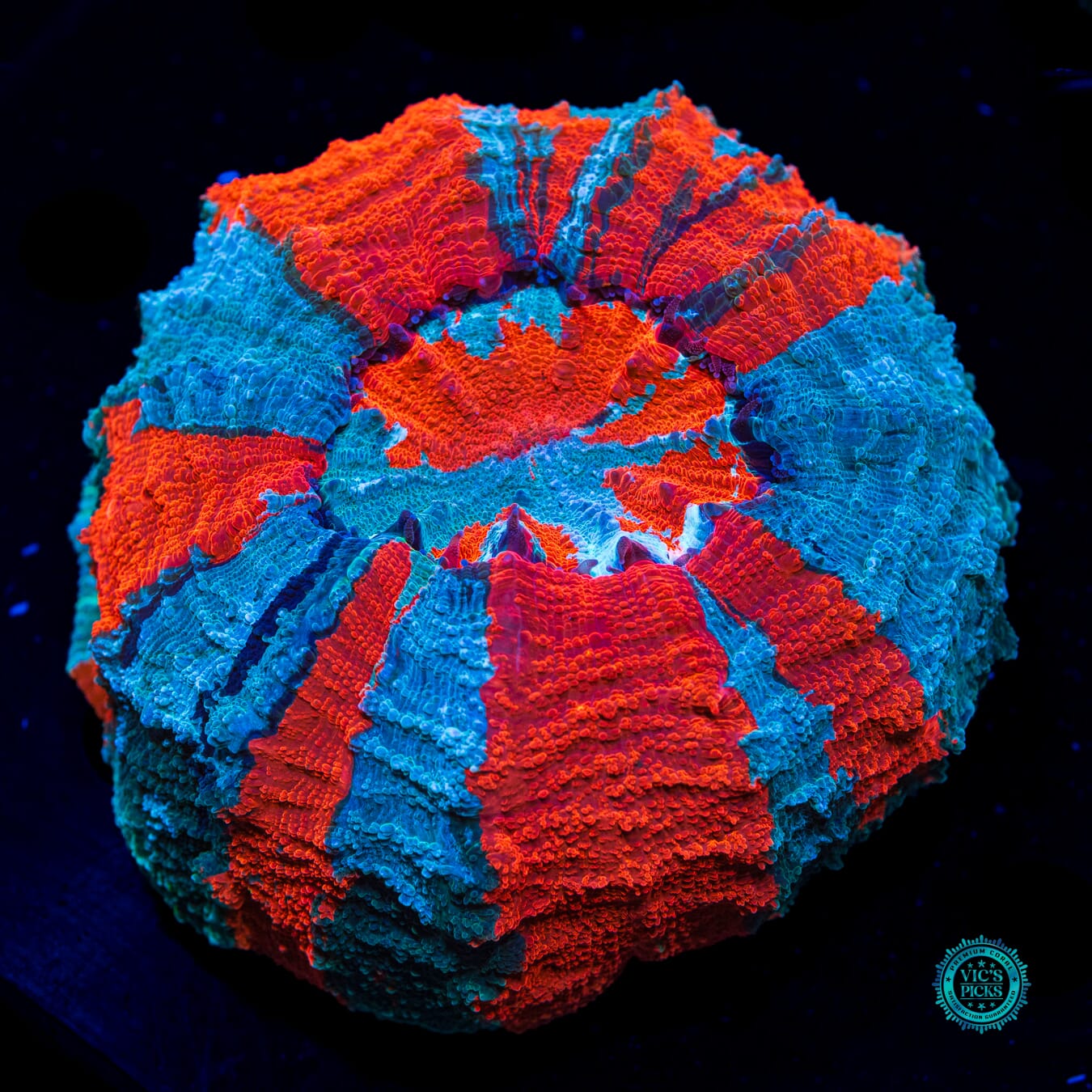 Fire and Ice Acanthophyllia - Daylight Photo