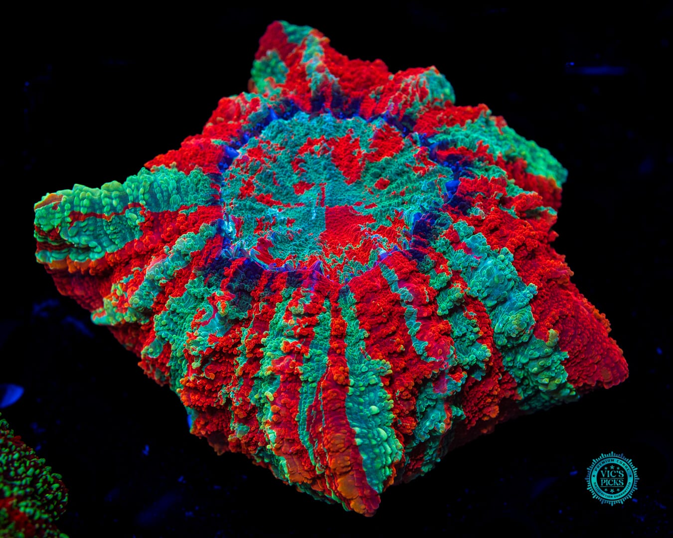 Eternal Sunset Acanthophyllia - Daylight Photo