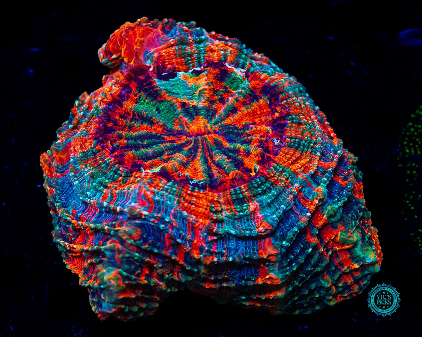 Psychodelic Acanthophyllia - Daylight Photo