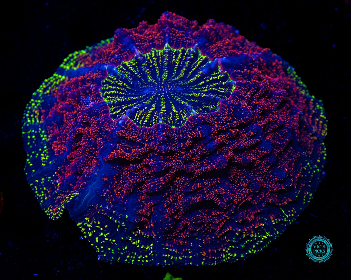 Shadowmoon Acanthophyllia - Daylight Photo