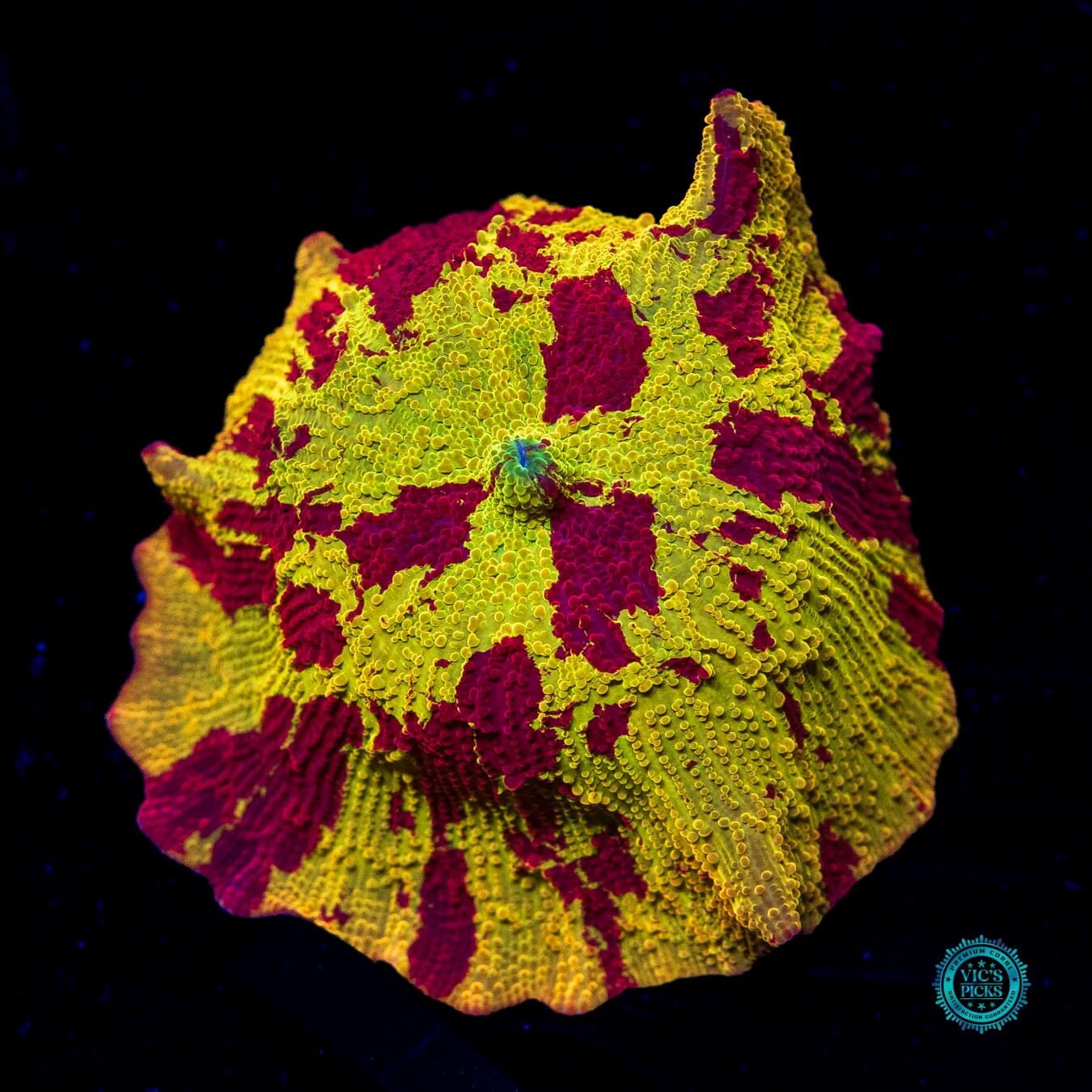 Jawbreaker Mushroom - Daylight Photo