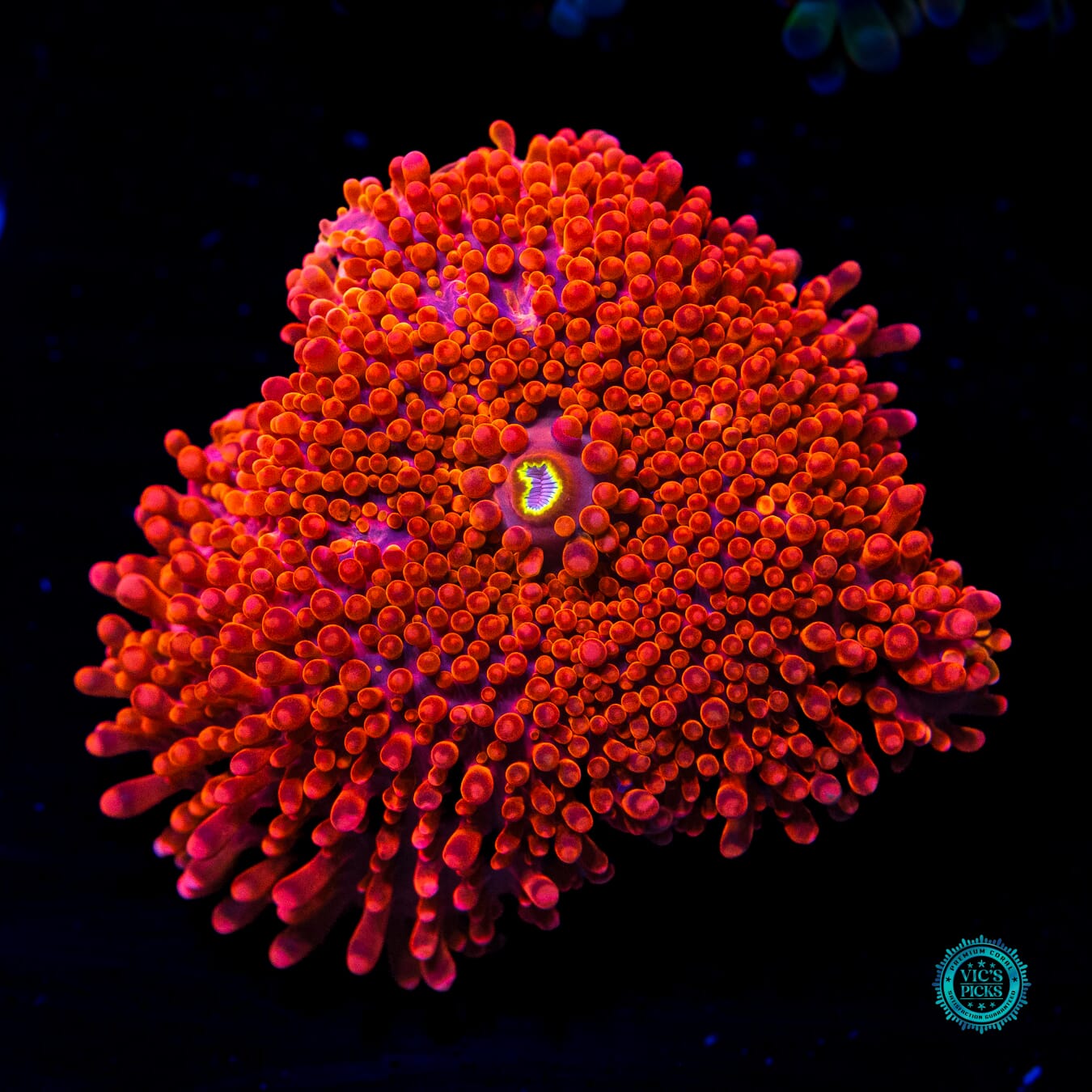 Blazin Saddles Yuma Mushroom - Daylight Photo