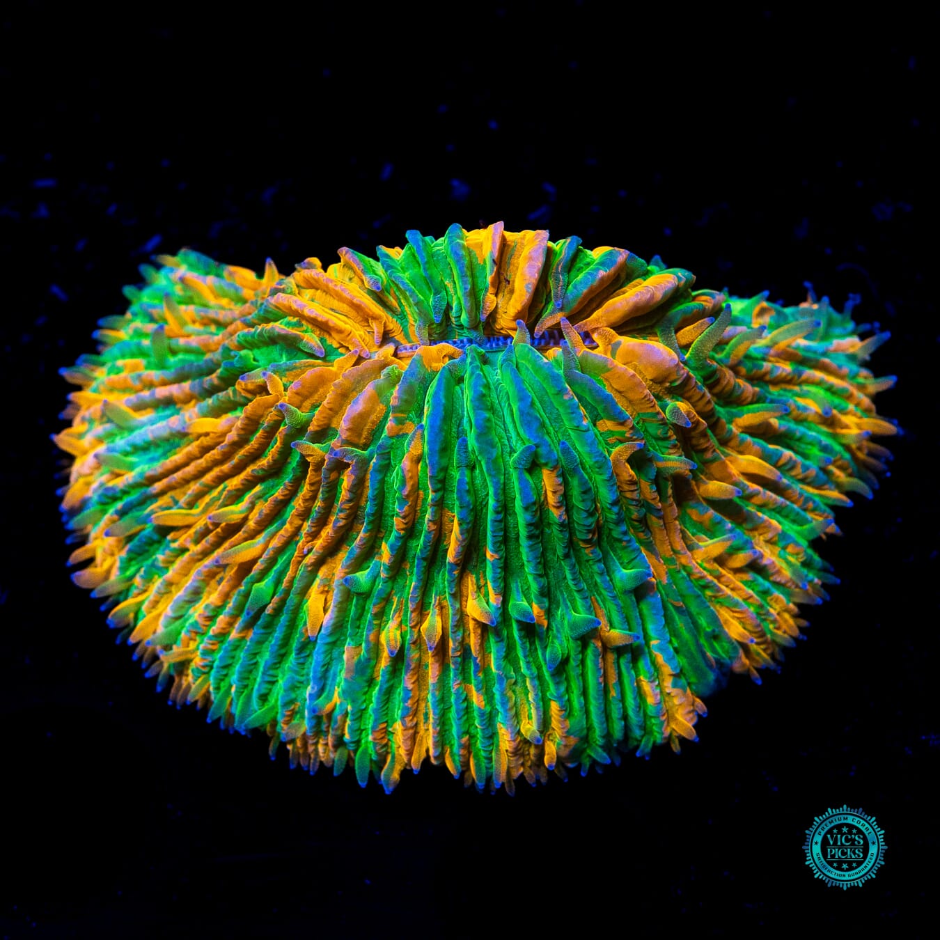 Thunder Flash Plate - Daylight Photo