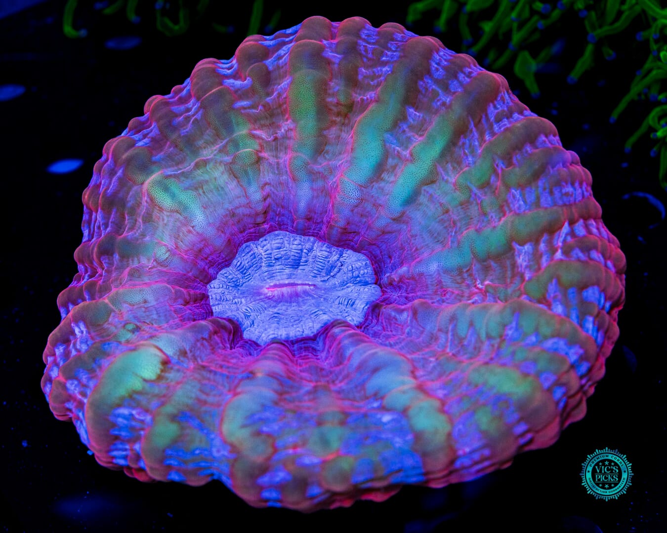 Poison Nova Cynarina - Daylight Photo