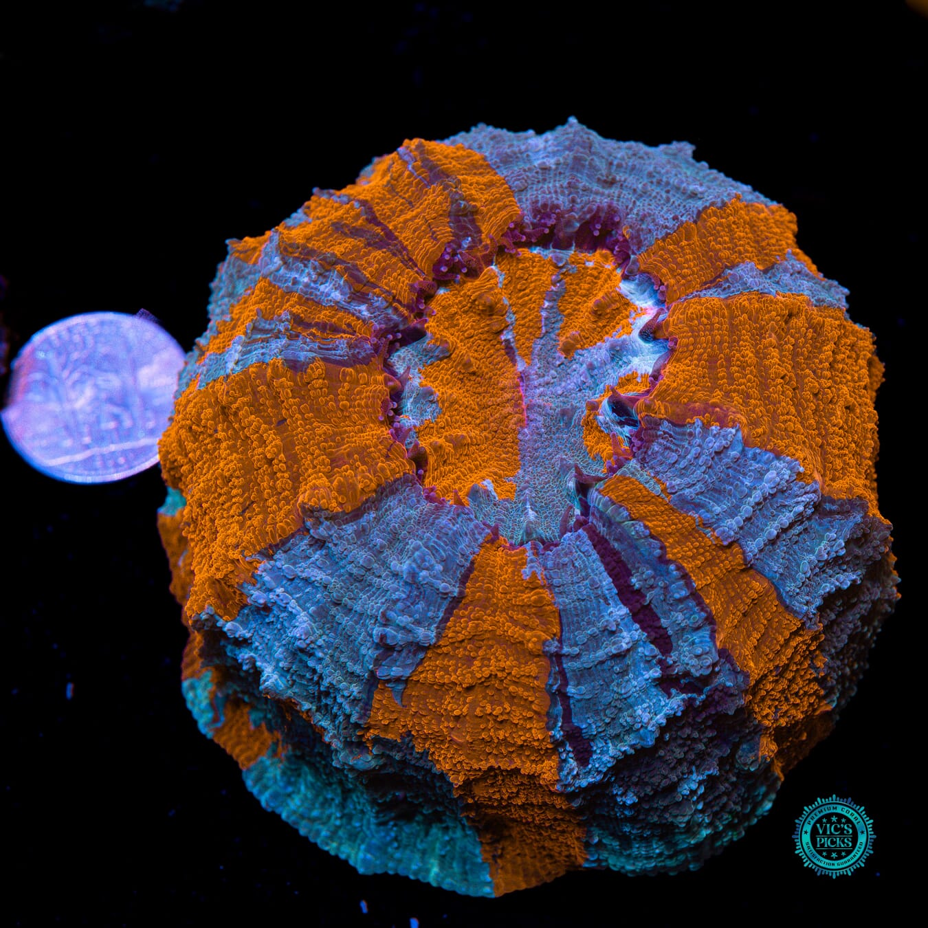 Fire and Ice Acanthophyllia - Actinic Photo