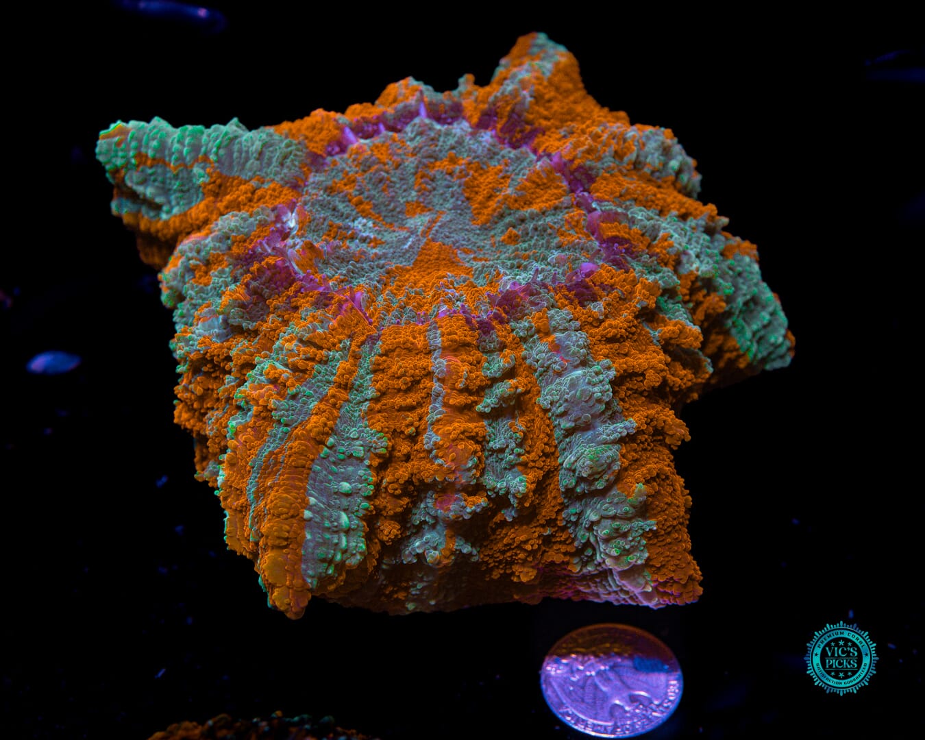 Eternal Sunset Acanthophyllia - Actinic Photo