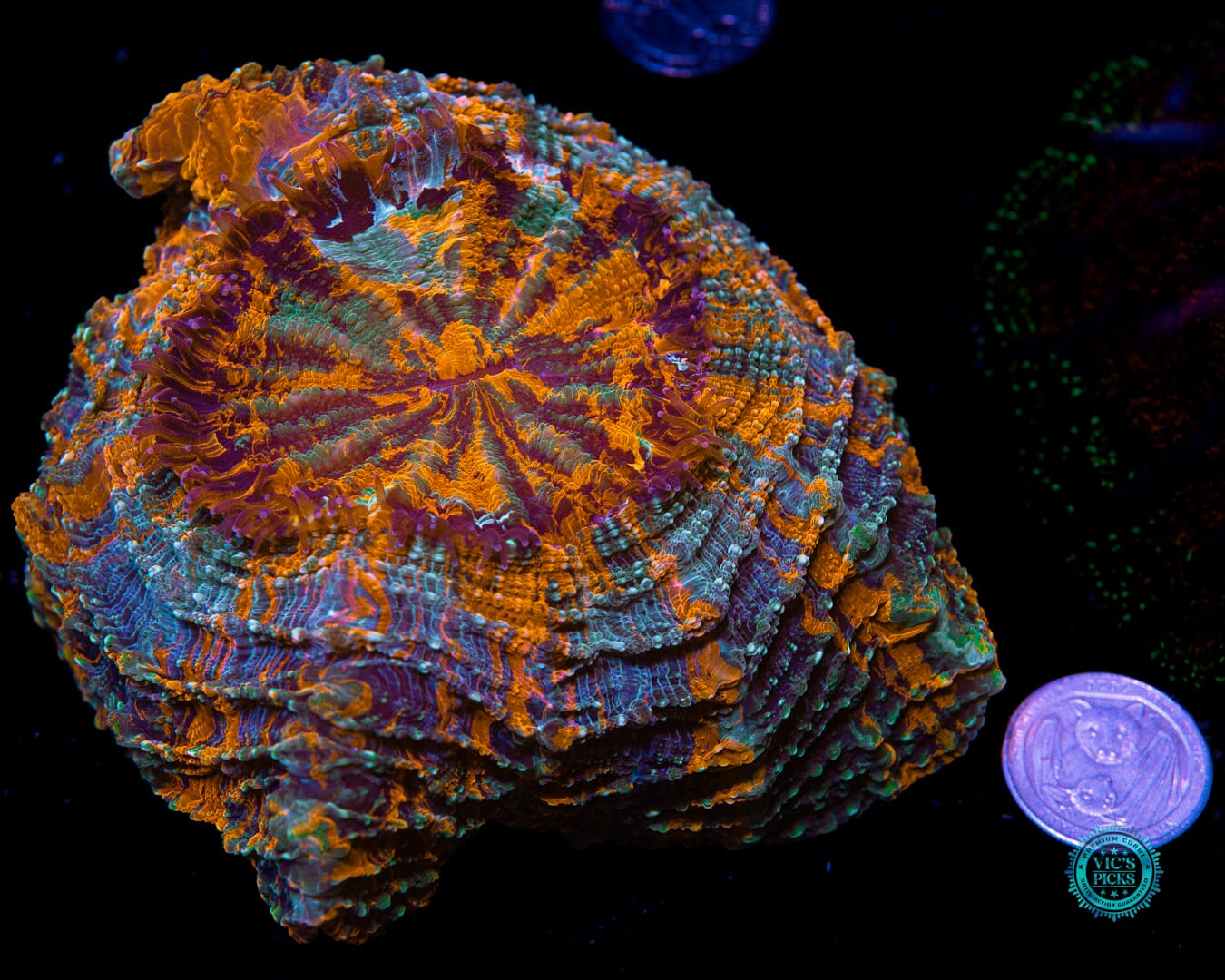 Psychodelic Acanthophyllia - Actinic Photo