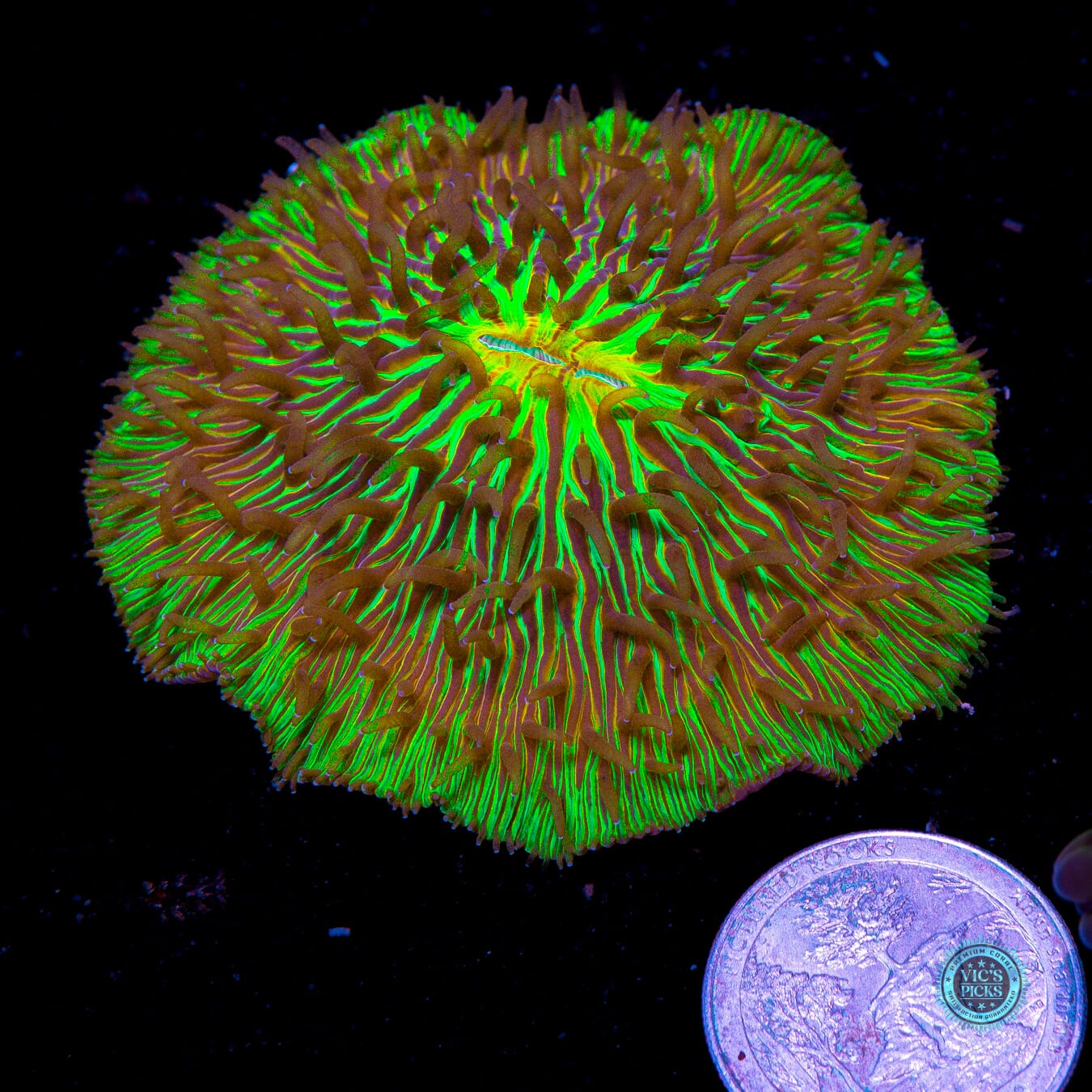 Thunderwave Plate - Actinic Photo