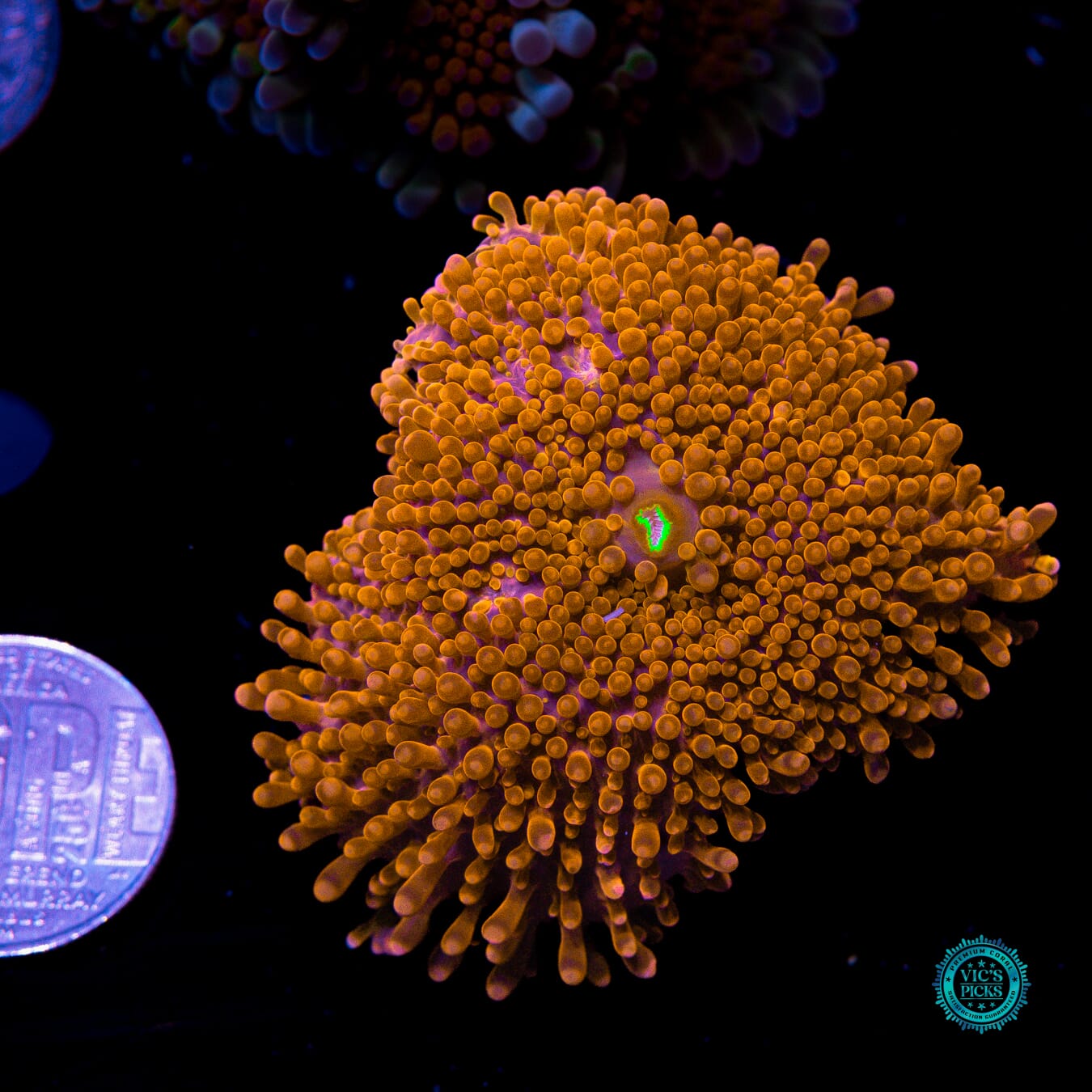 Blazin Saddles Yuma Mushroom - Actinic Photo