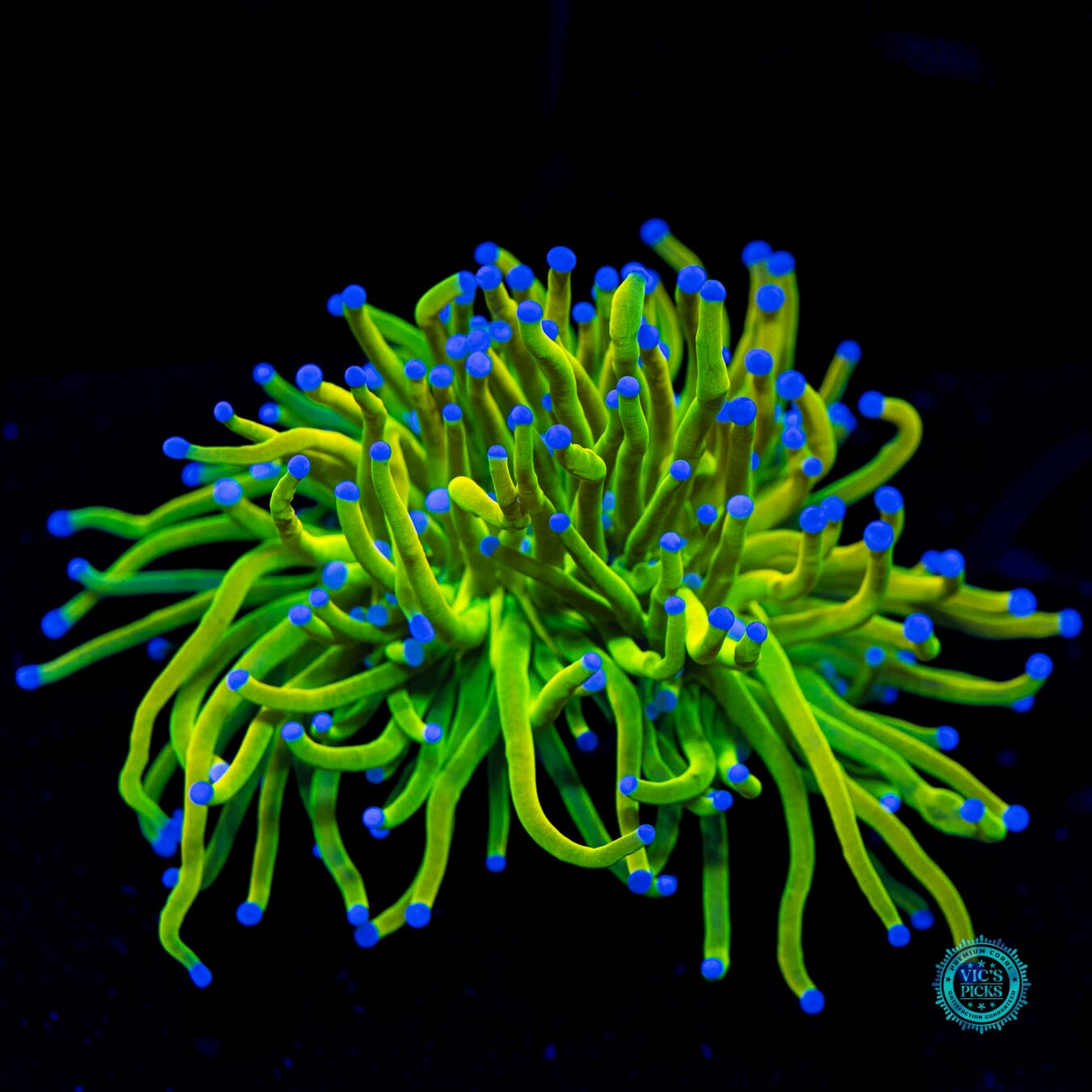 Banana Grail Torch - Daylight Photo