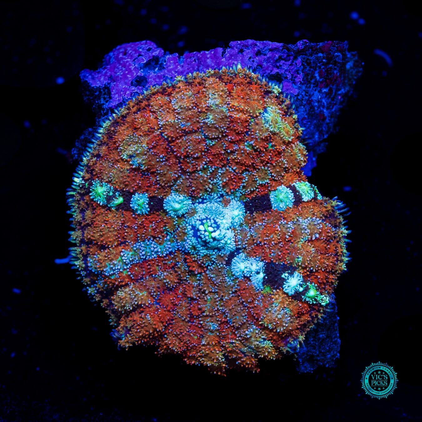 Time Lost Carpet Mushroom - Daylight Photo