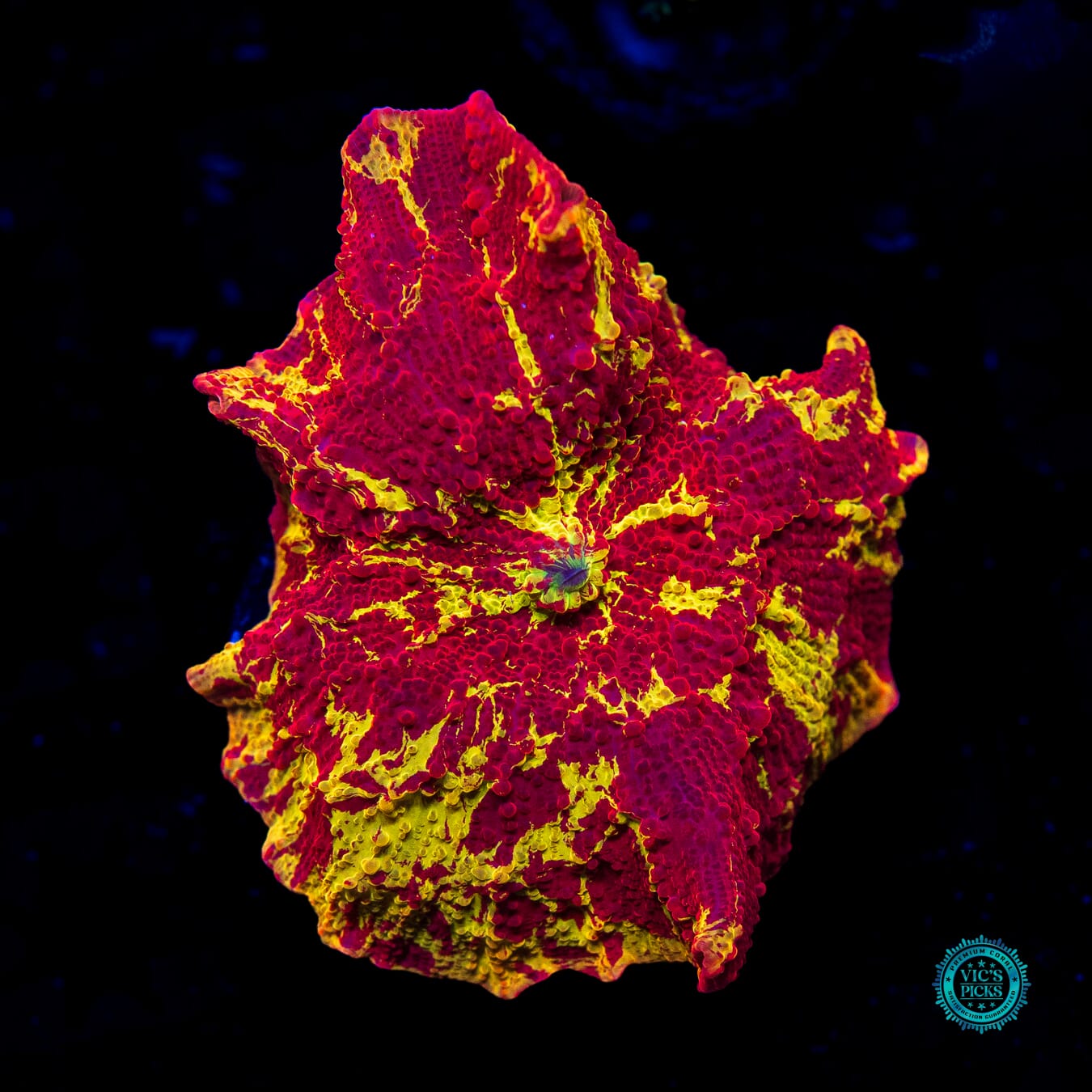 Ultra Jaw Breaker Mushroom - Daylight Photo