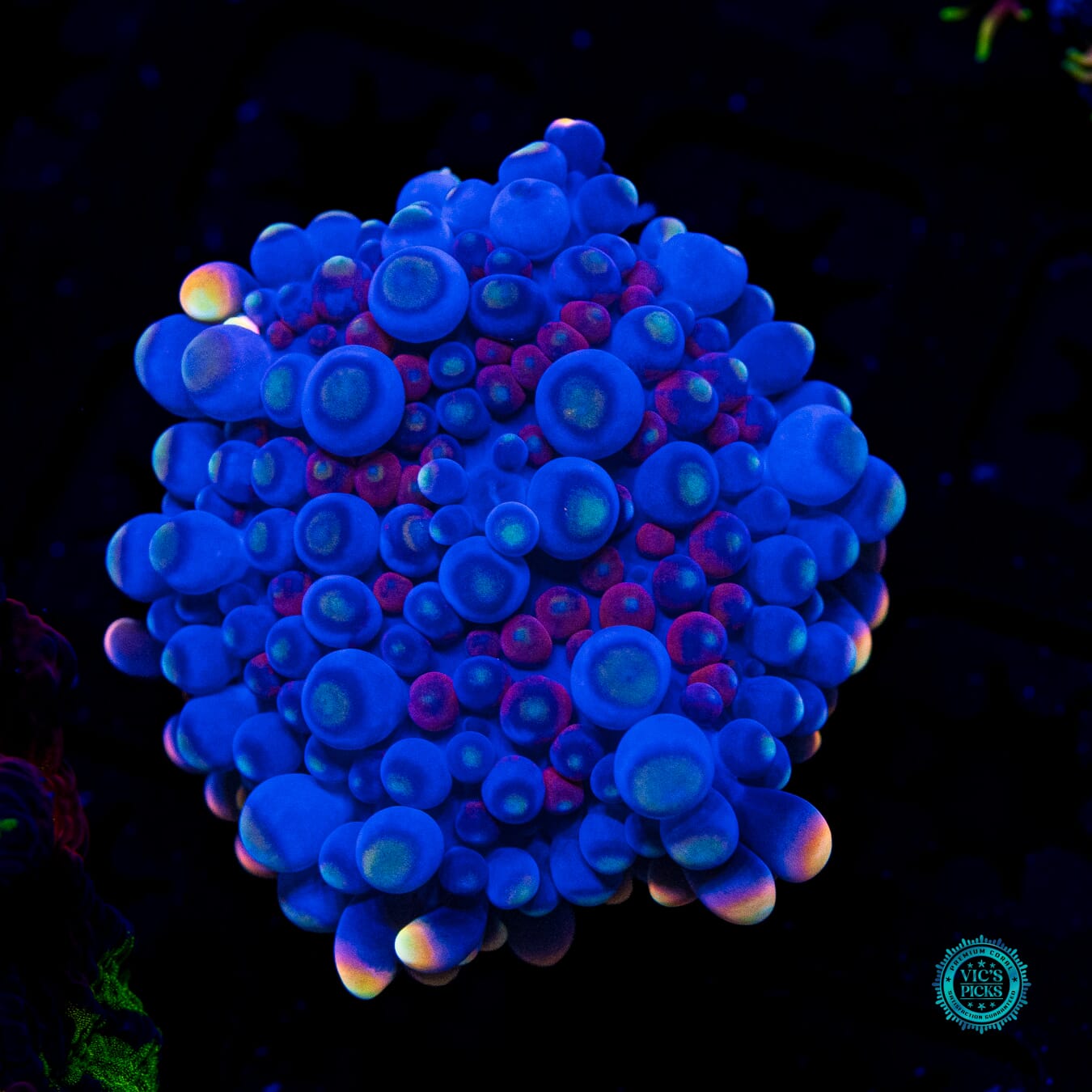 Blueberry Boba Tea Yuma Mushroom - Daylight Photo