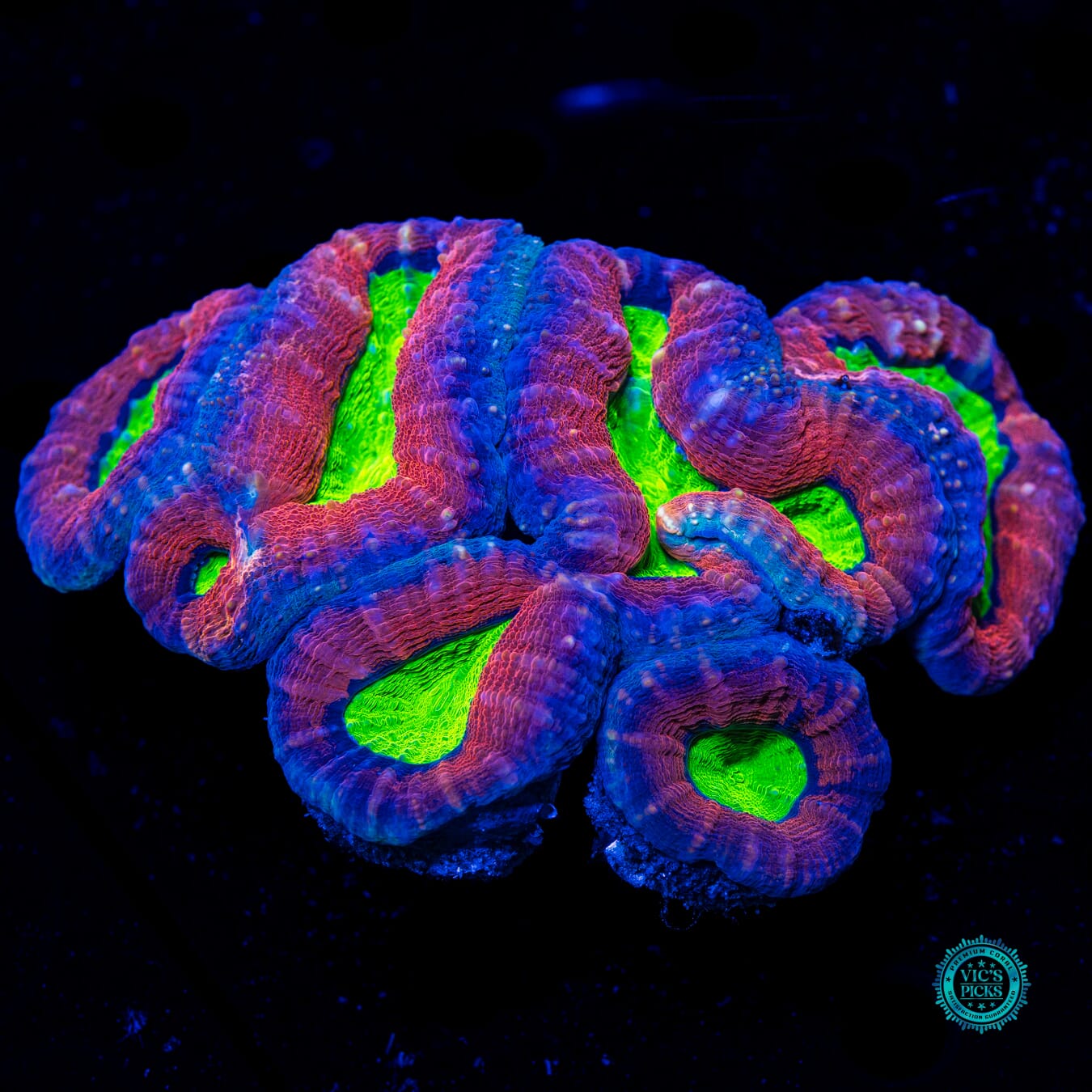 Demon Blood Lobophyllia - Daylight Photo