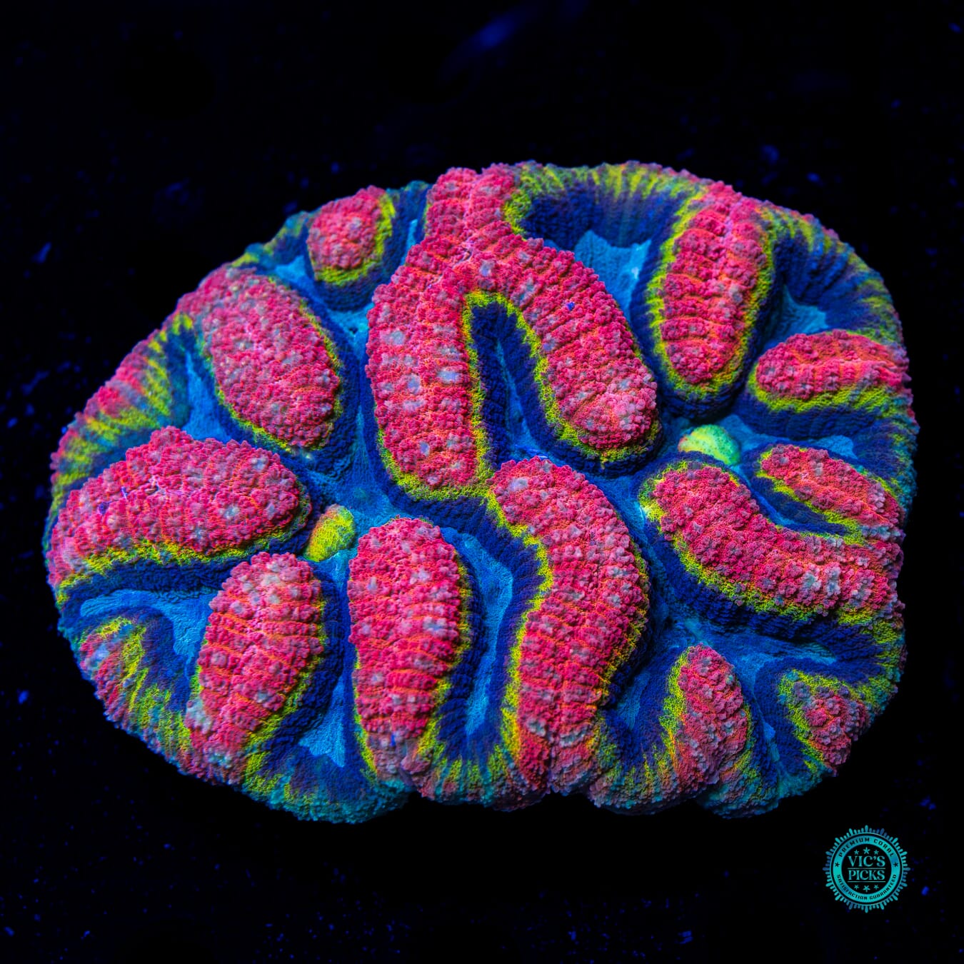 Noble Elements Symphyllia - Daylight Photo