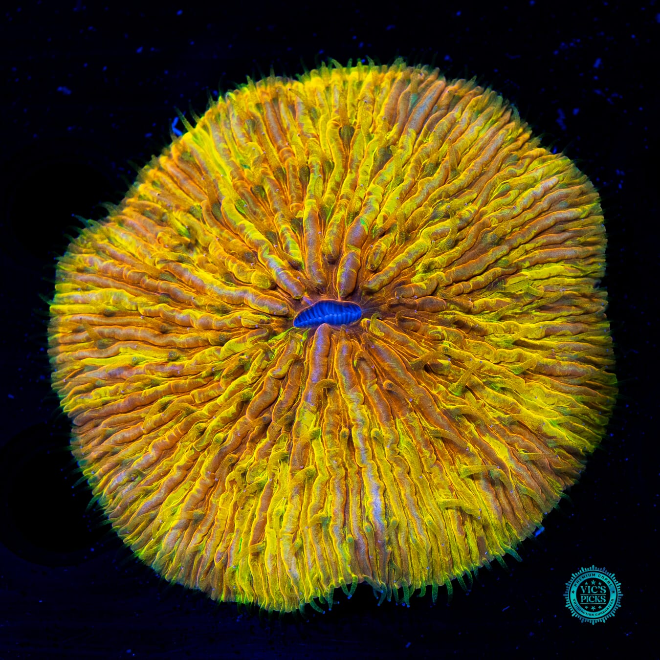 Golden Goose Plate - Daylight Photo