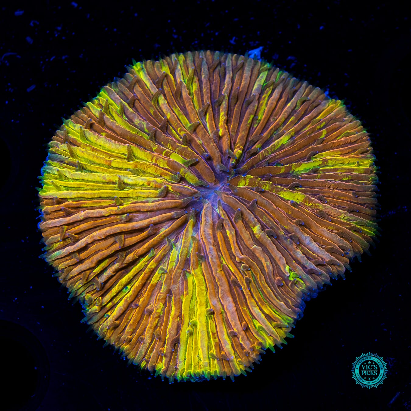 Twisted Fate Plate - Daylight Photo