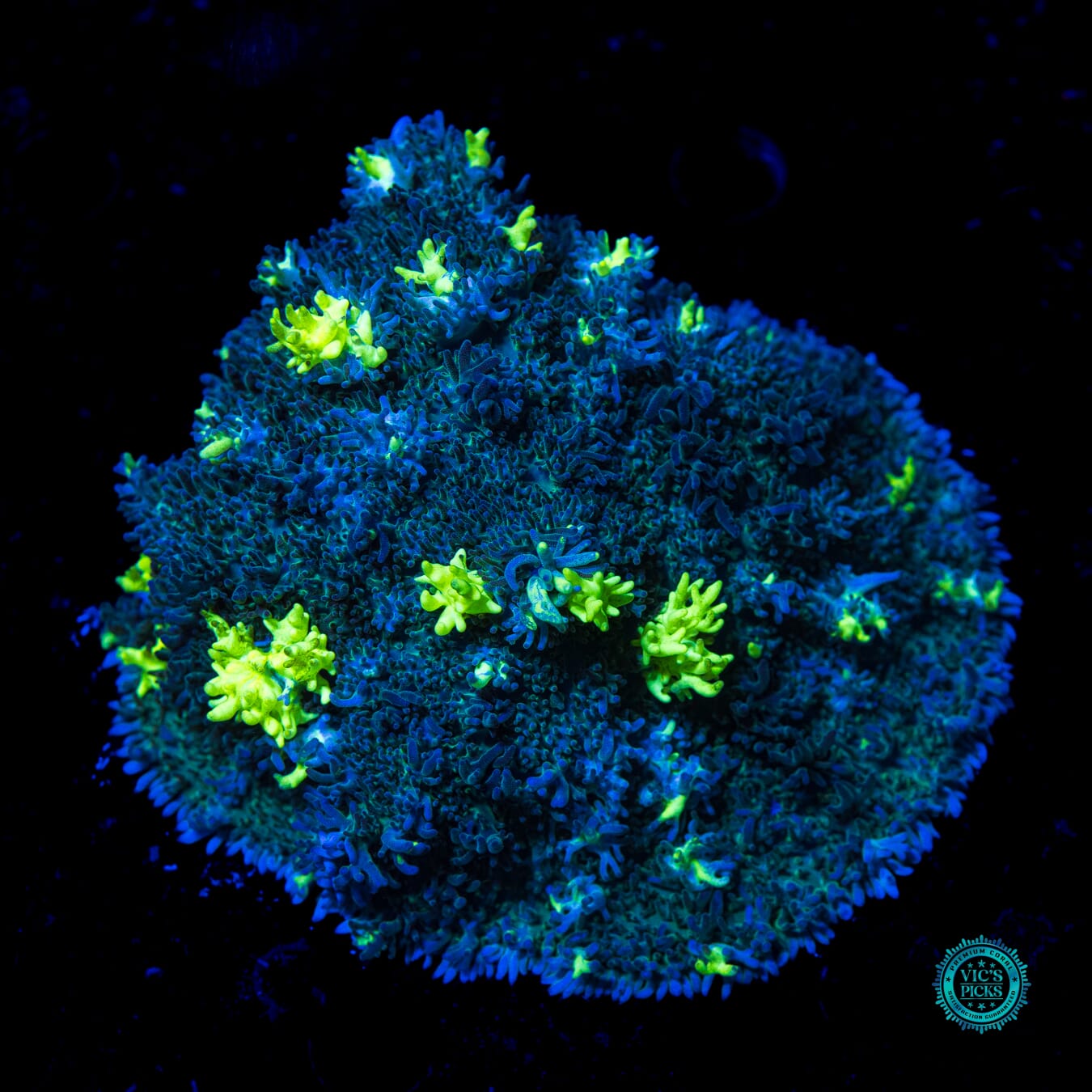 Neon Freon Carpet Mushroom - Daylight Photo