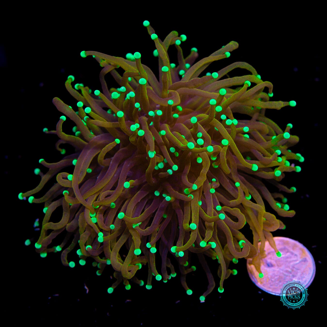 Night Vision Torch - Actinic Photo