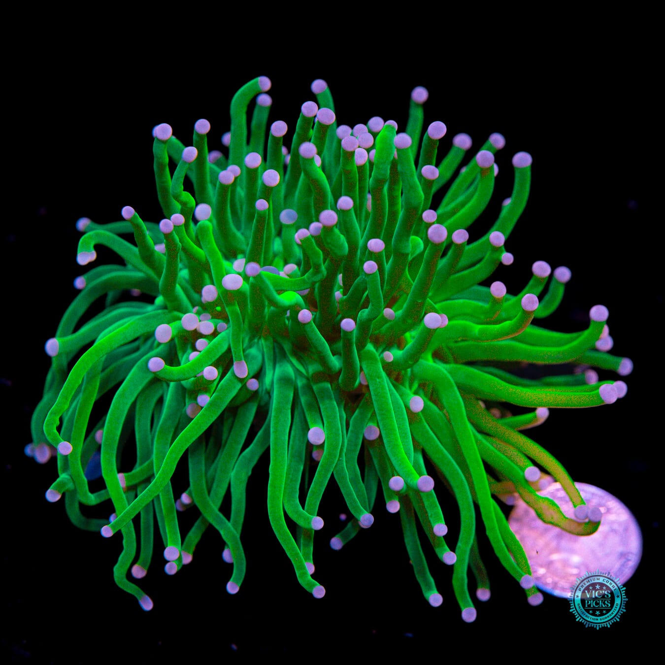 Banana Grail Torch - Actinic Photo