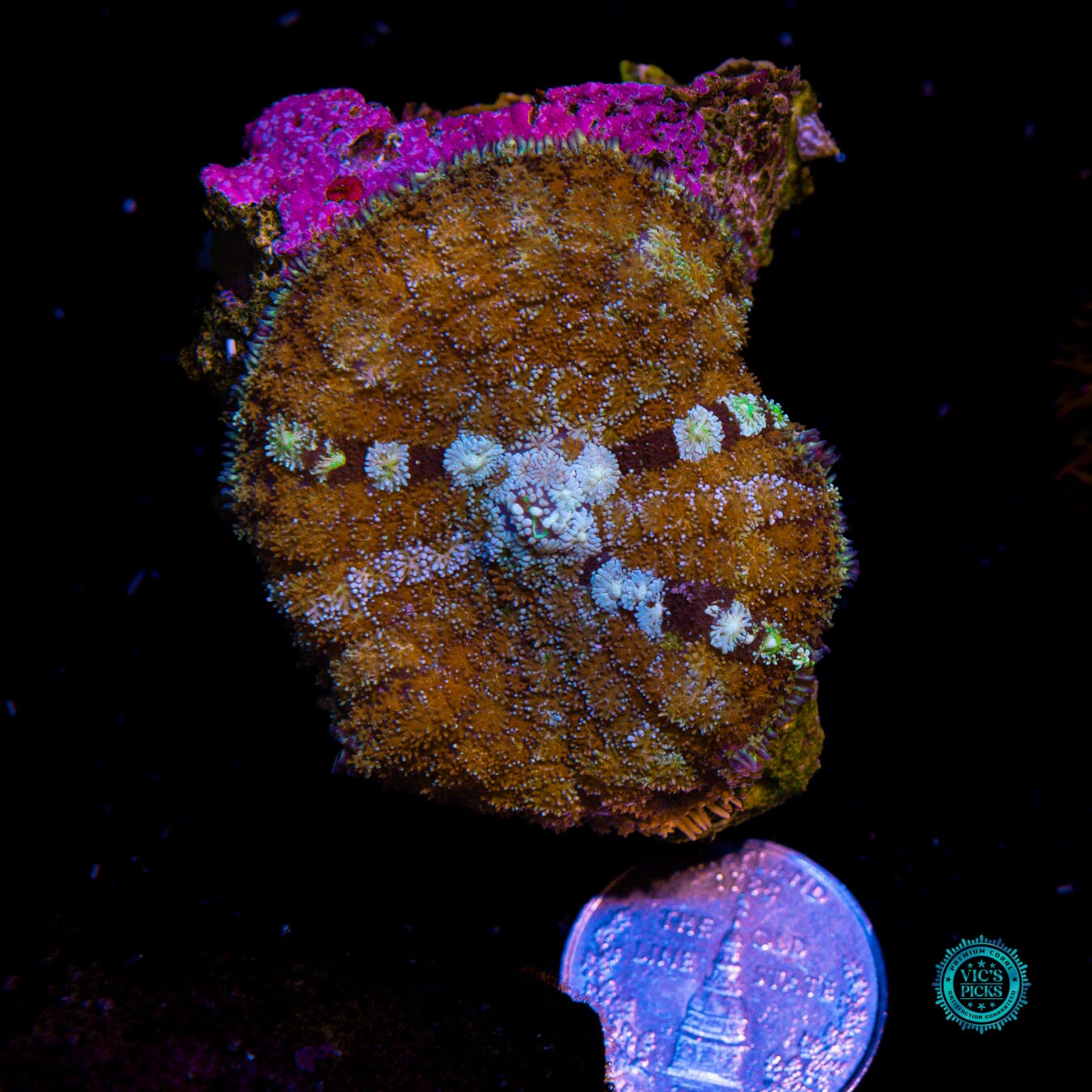 Time Lost Carpet Mushroom - Actinic Photo