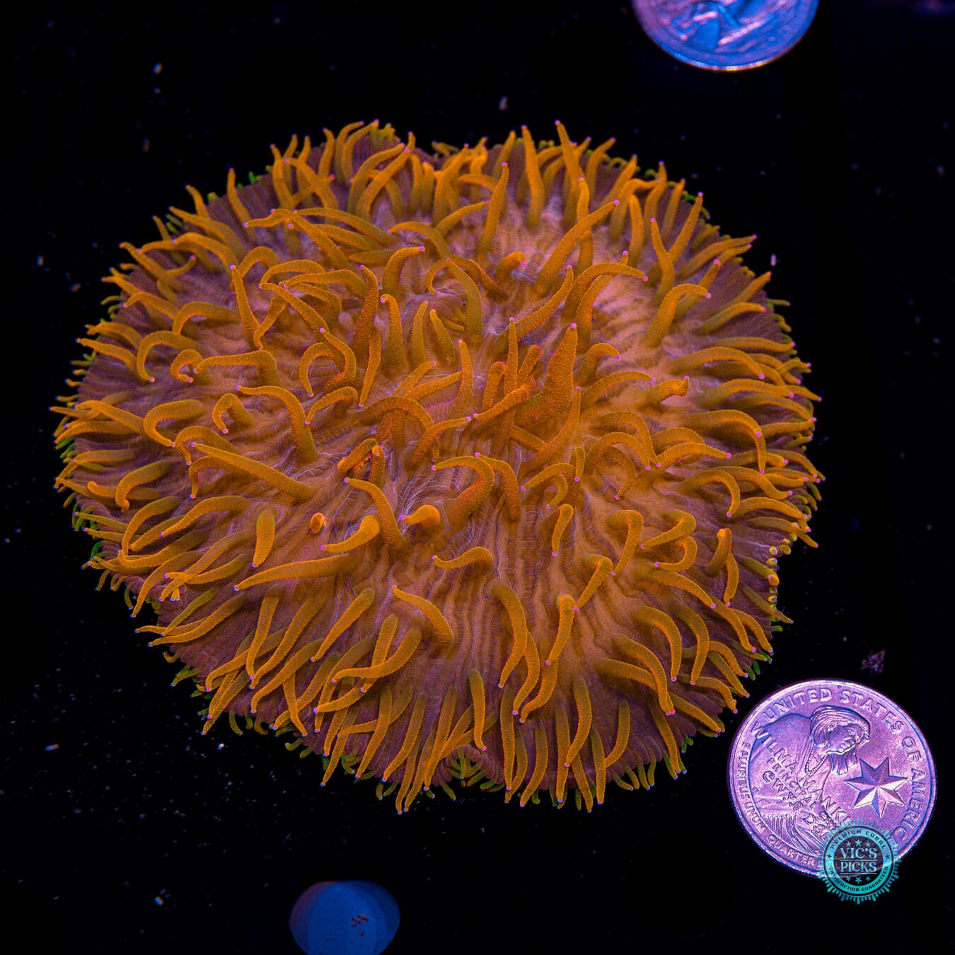 Alien Invasion Plate - Actinic Photo