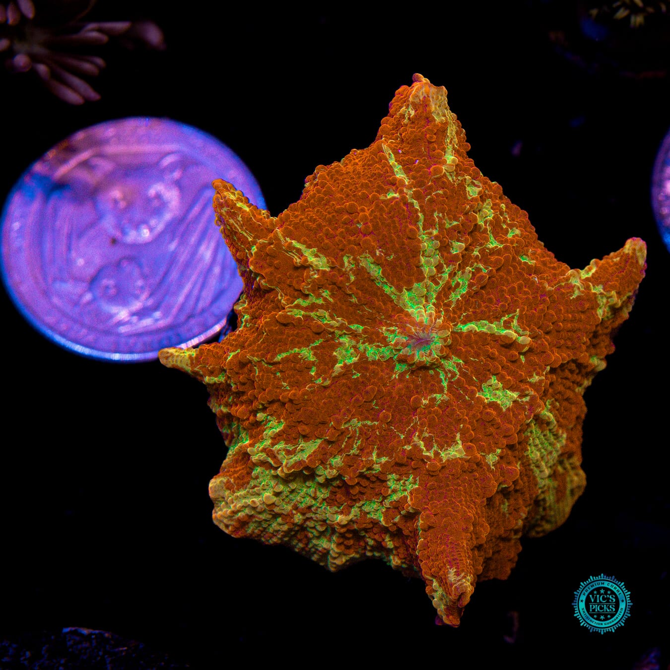 Ultra Jaw Breaker Mushroom - Actinic Photo