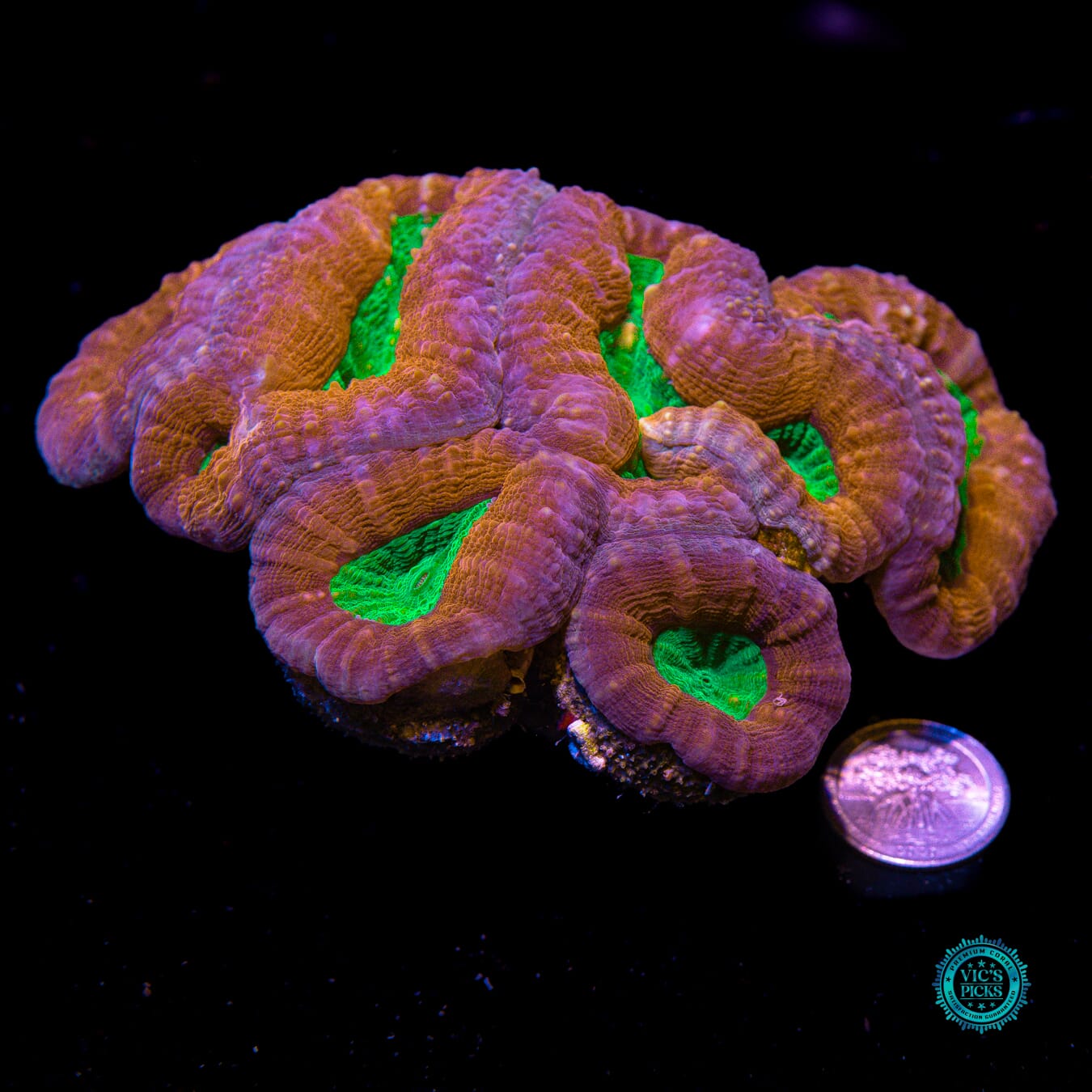 Demon Blood Lobophyllia - Actinic Photo