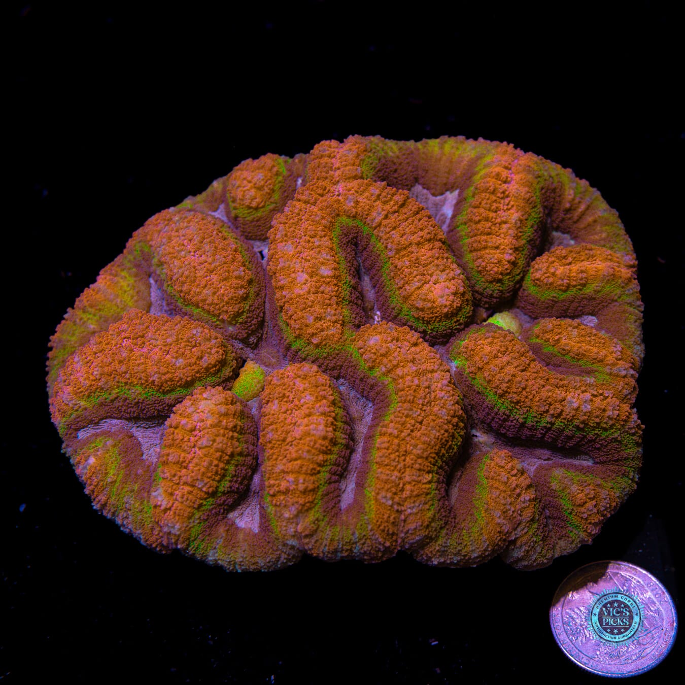 Noble Elements Symphyllia - Actinic Photo