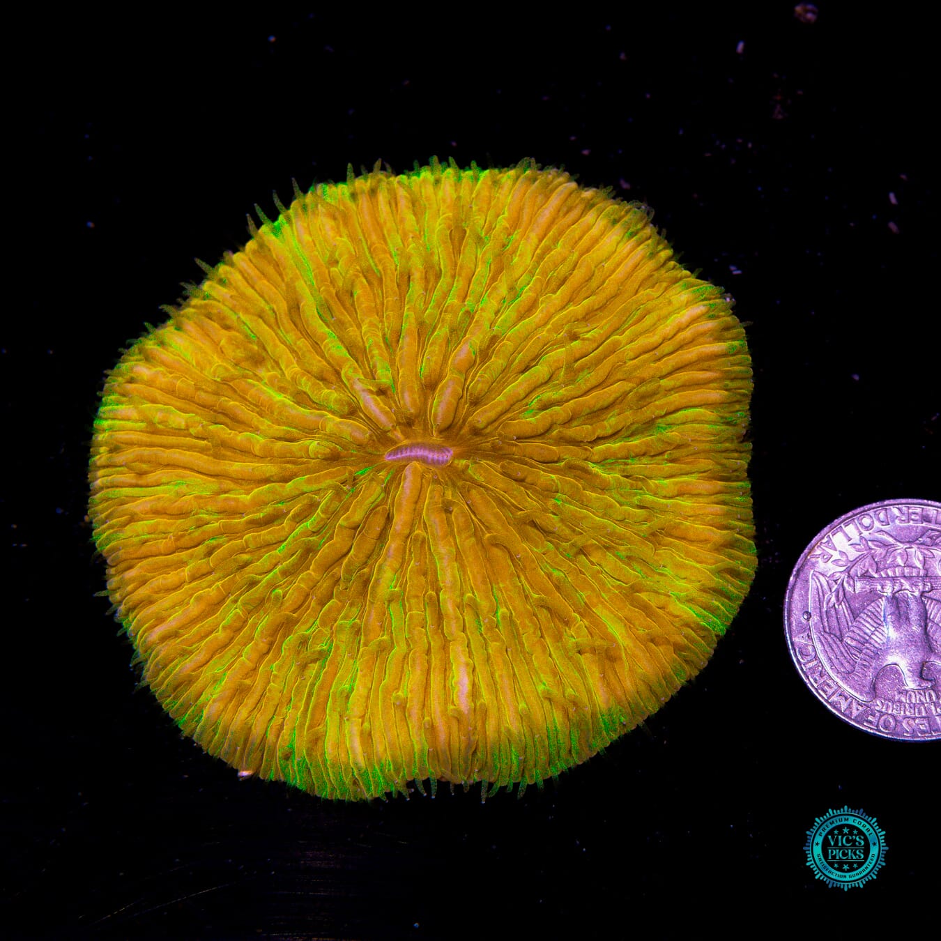 Golden Goose Plate - Actinic Photo