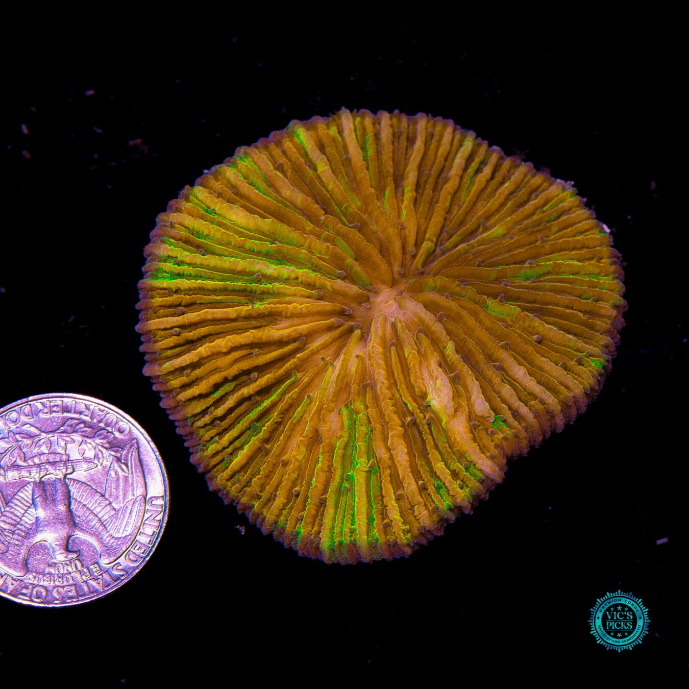 Twisted Fate Plate - Actinic Photo