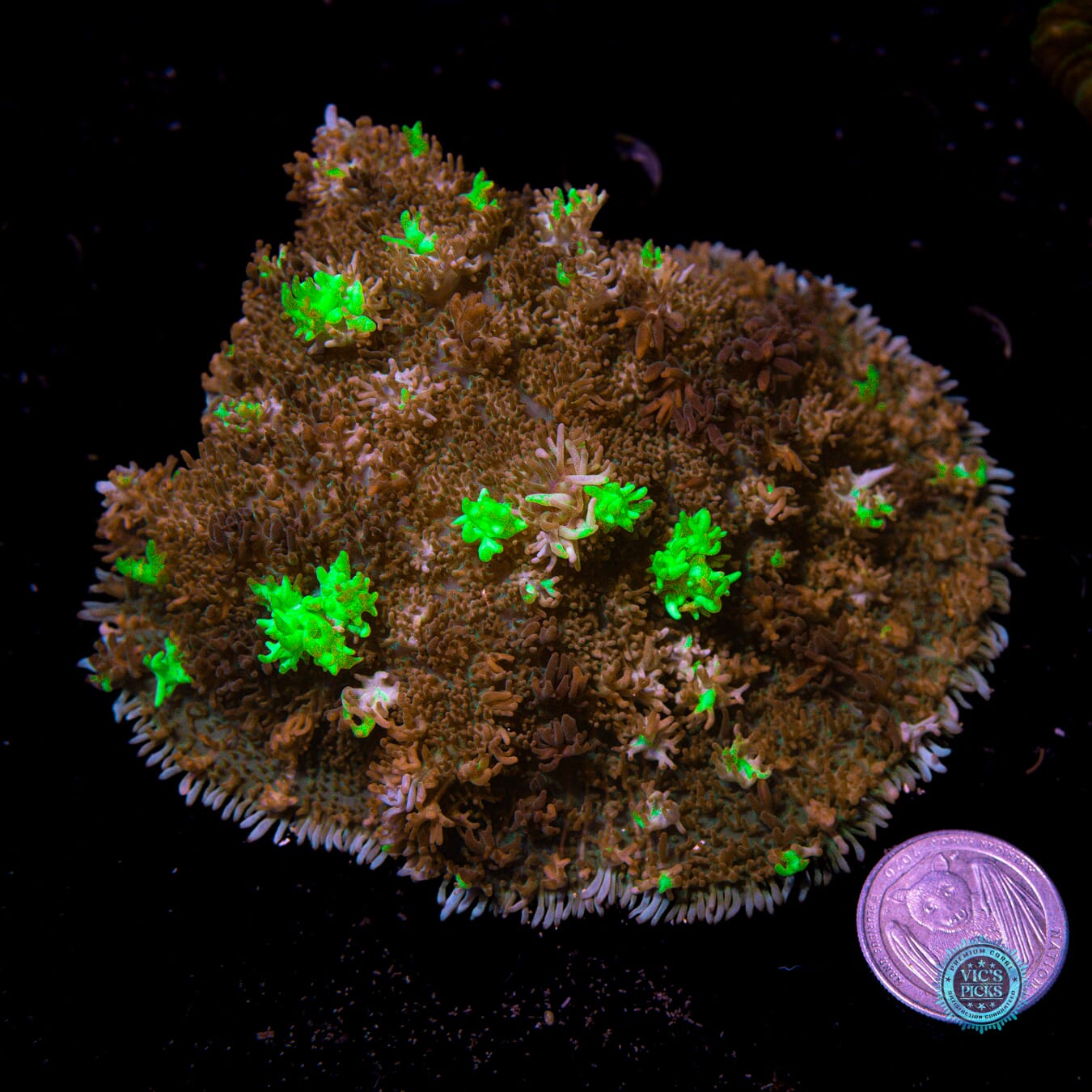 Neon Freon Carpet Mushroom - Actinic Photo